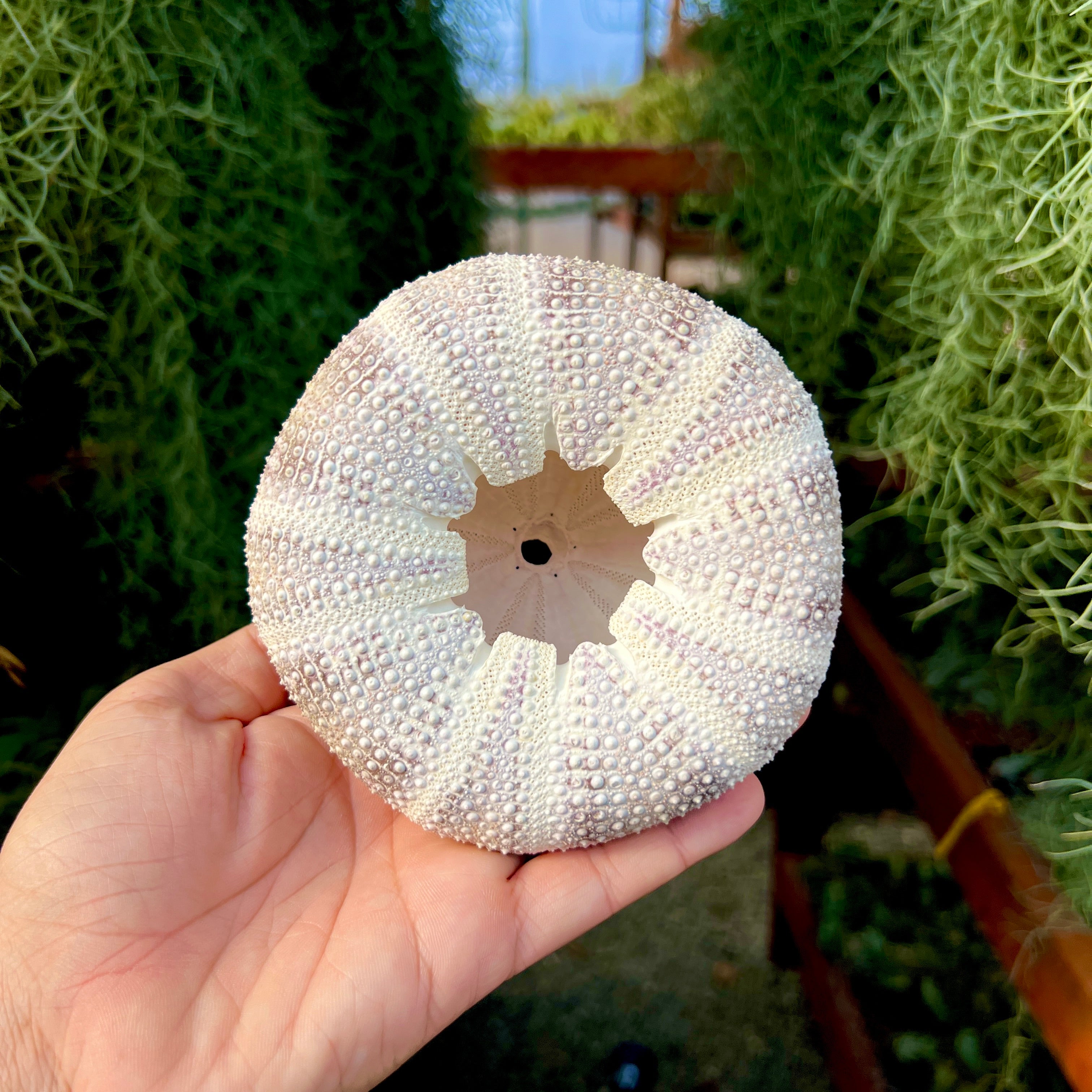 Gator Sea Urchin Shell XXL <br> (No Minimum)