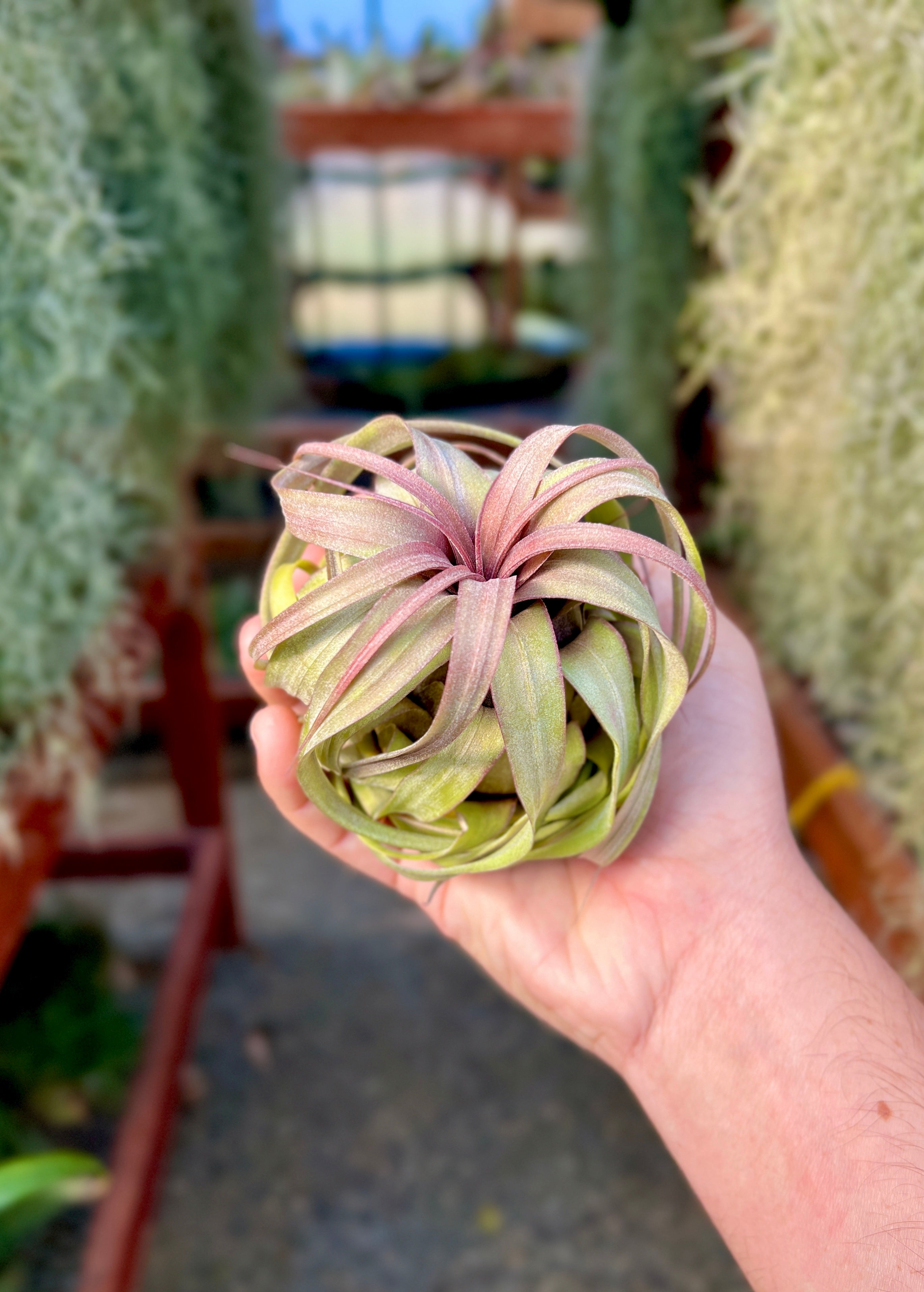 Balbisiana x Streptophylla Select