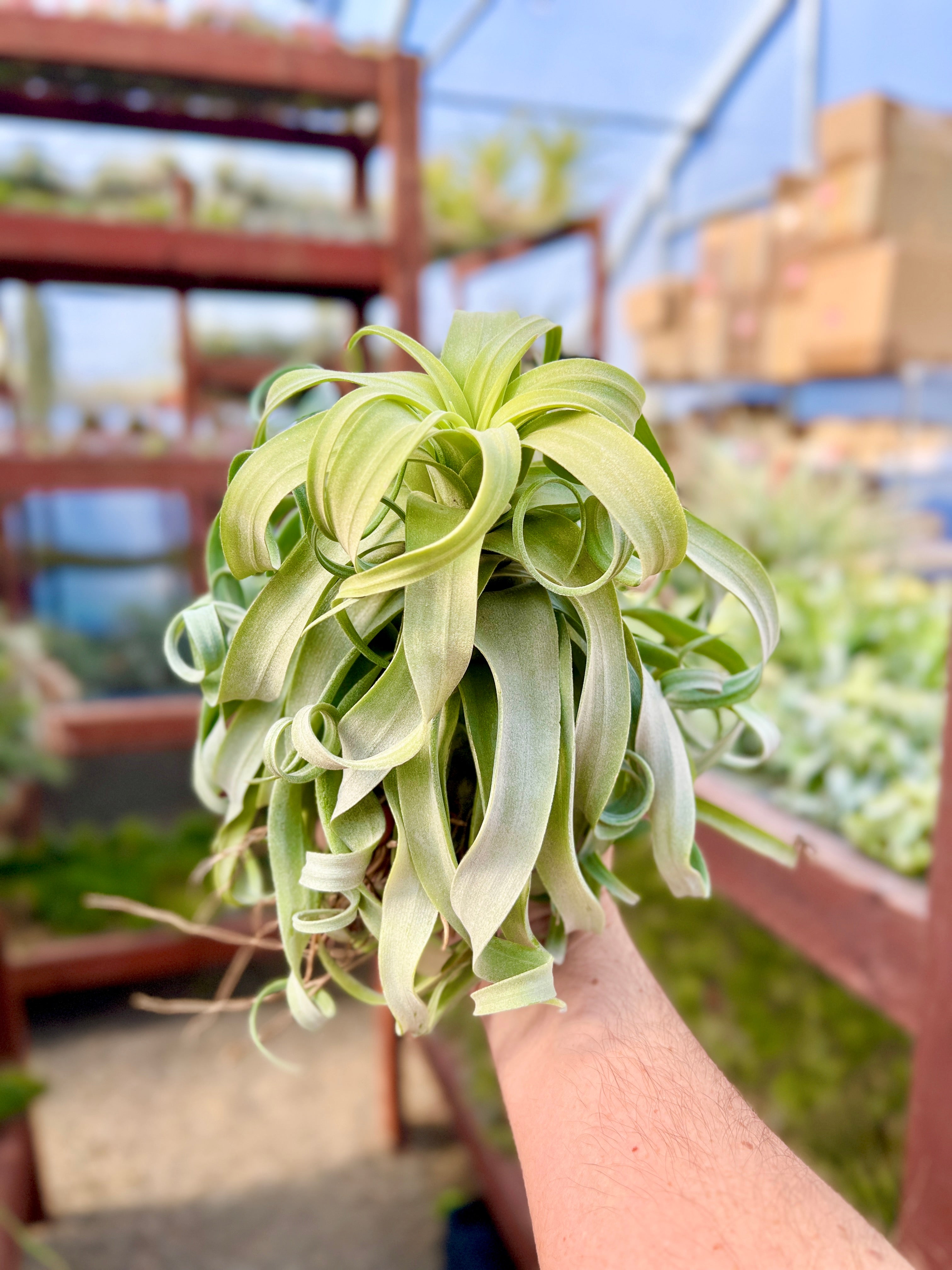 linguine air plant Streptophylla Belize (Beautiful Thick Leaves)