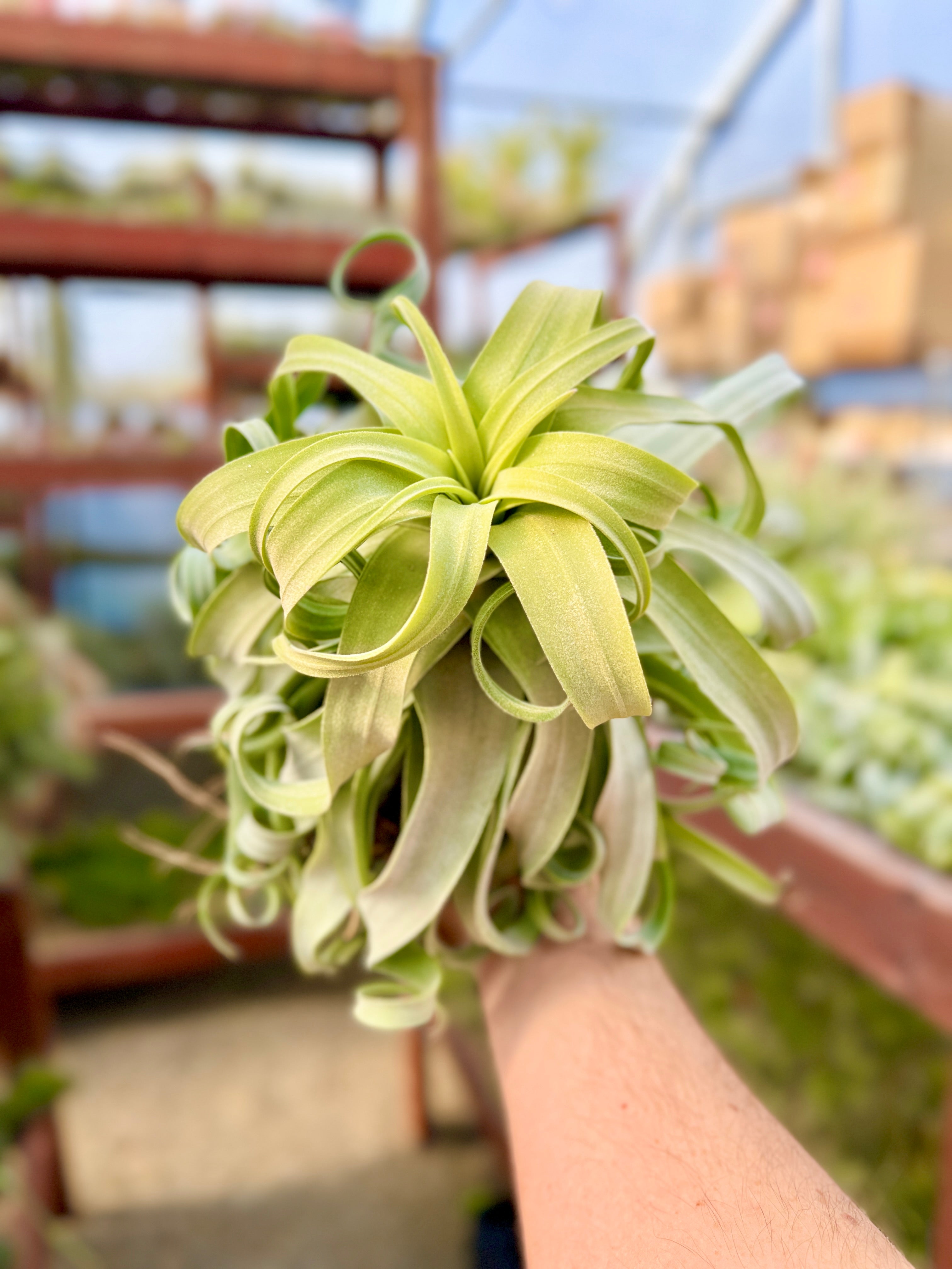 Streptophylla Belize <br> (Beautiful Thick Leaves)