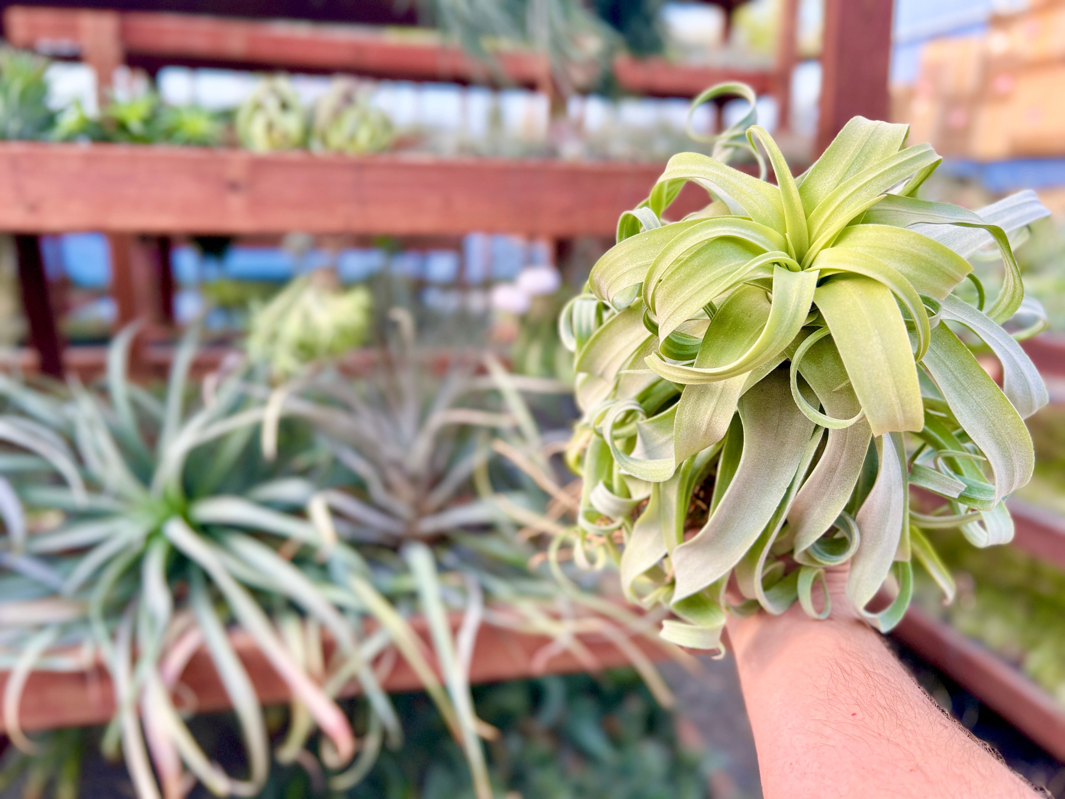 Streptophylla Belize (Beautiful Thick Leaves) – Bulk Air Plants