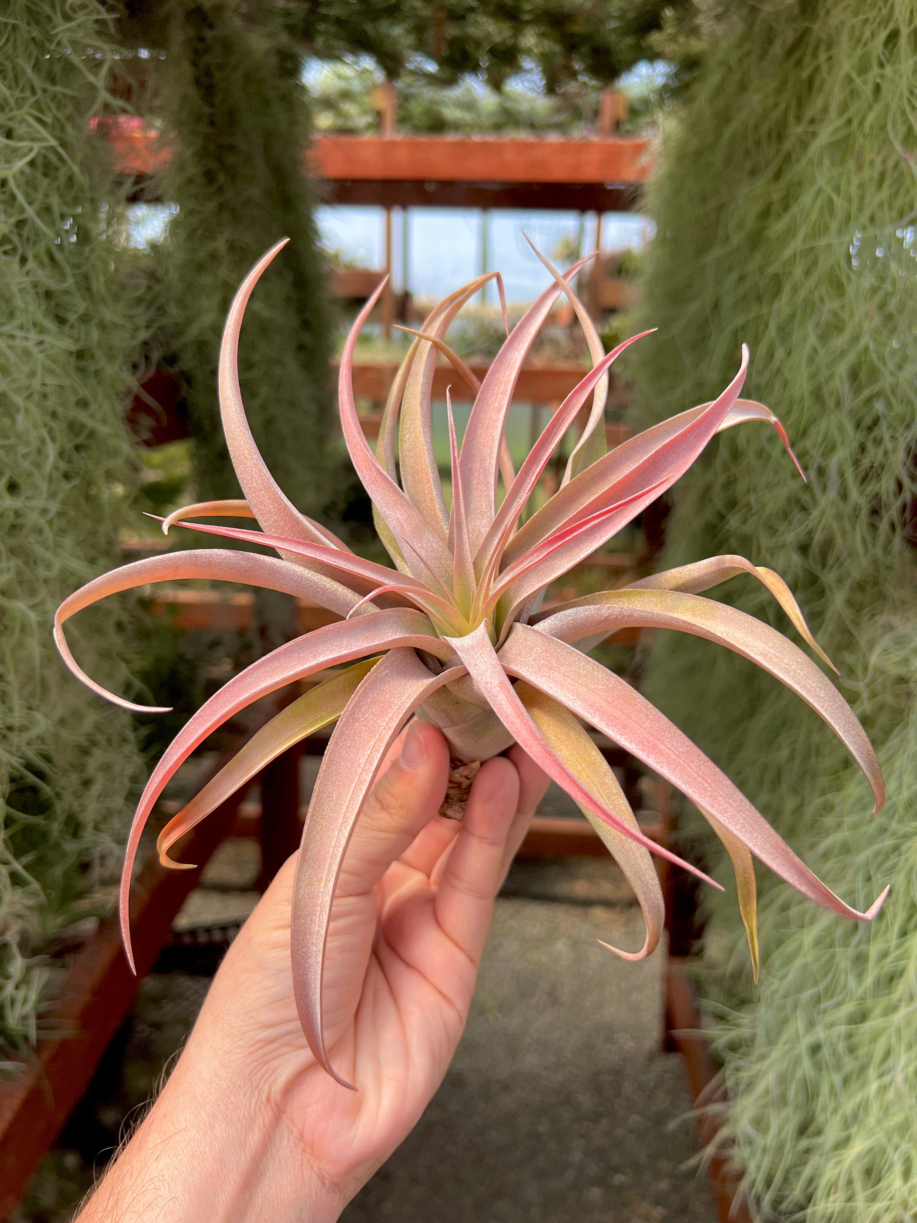 capitata peach air plant Capitata Peach Large (Minimum Order 5) – Bulk Air Plants