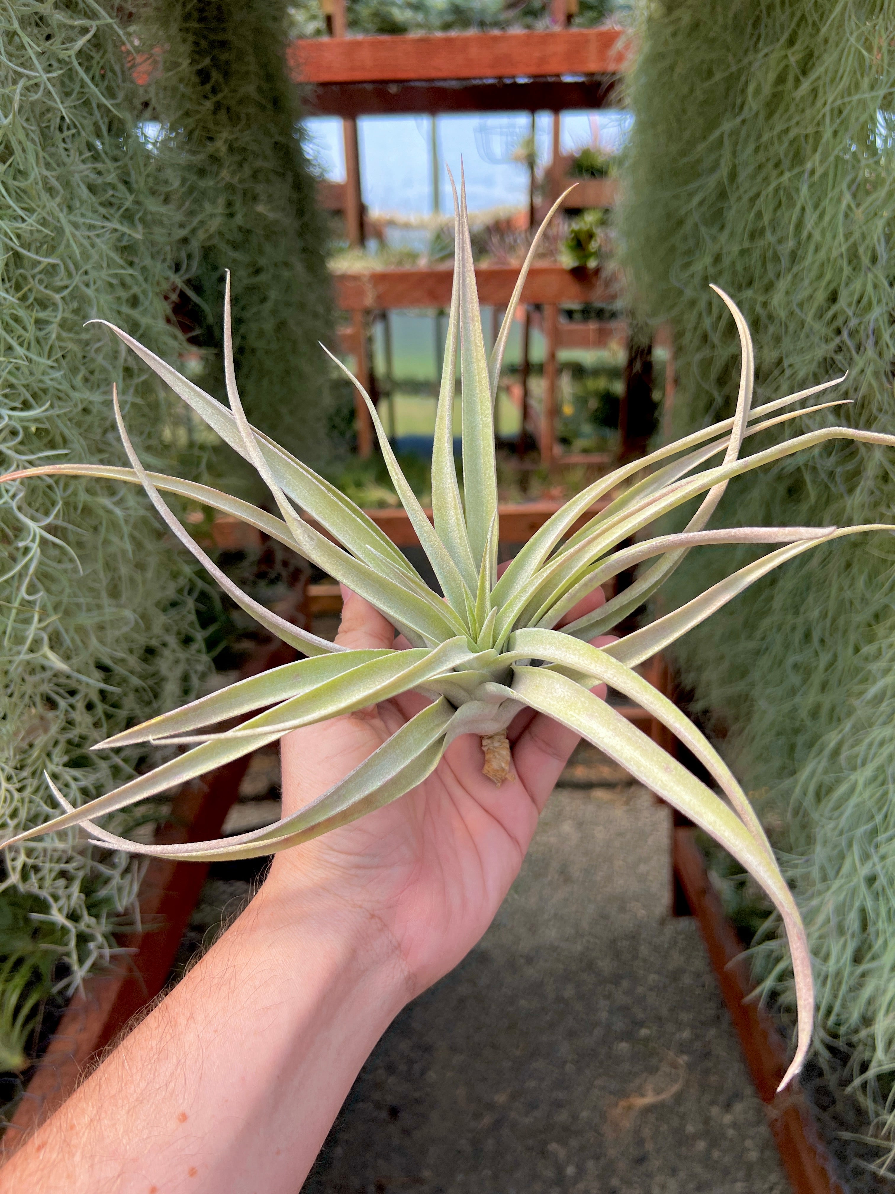 Capitata Peach Large <br> (Minimum Order 5)