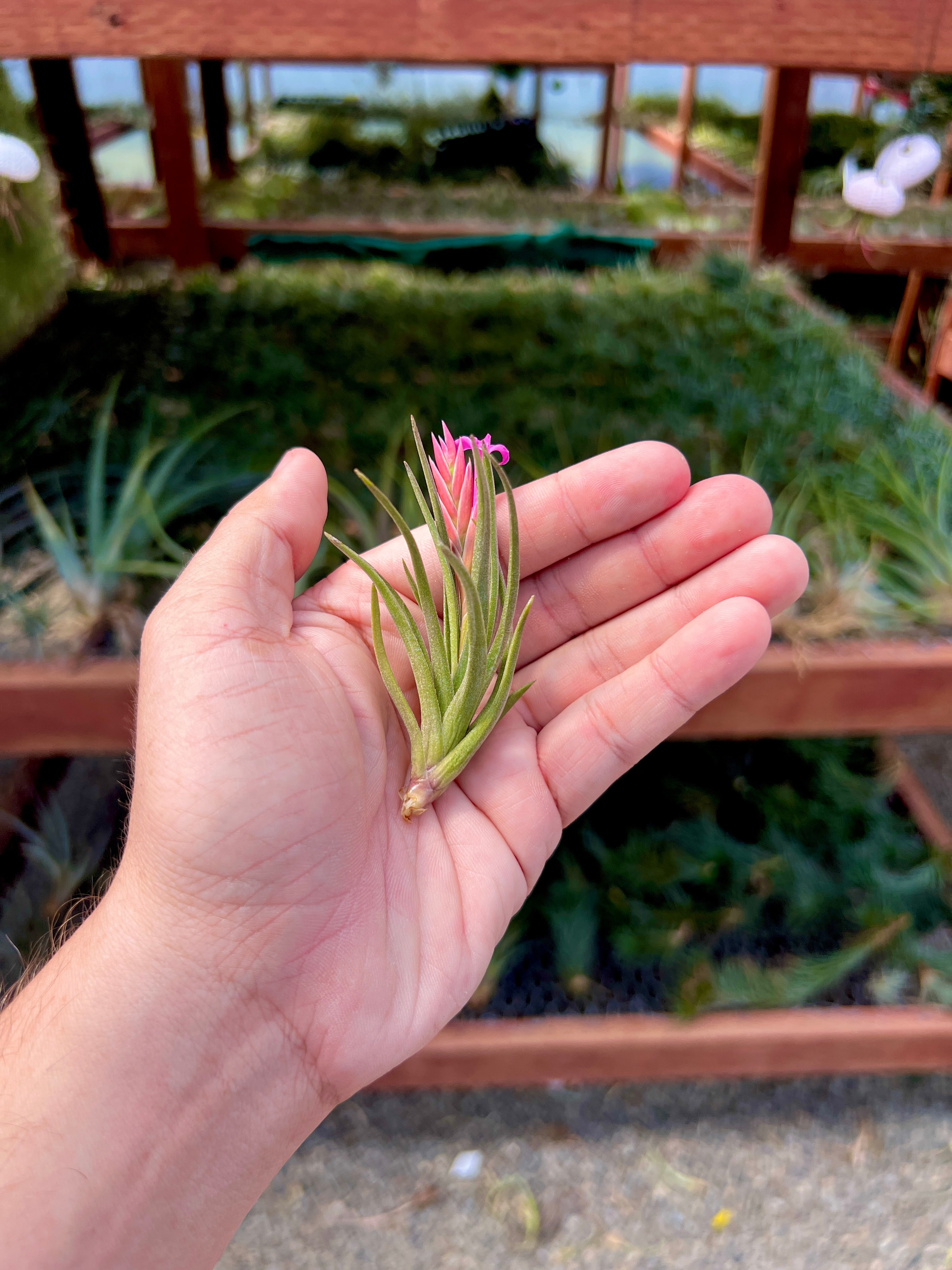 moonlight air plant Argentina Small Single (Minimum Order 10)