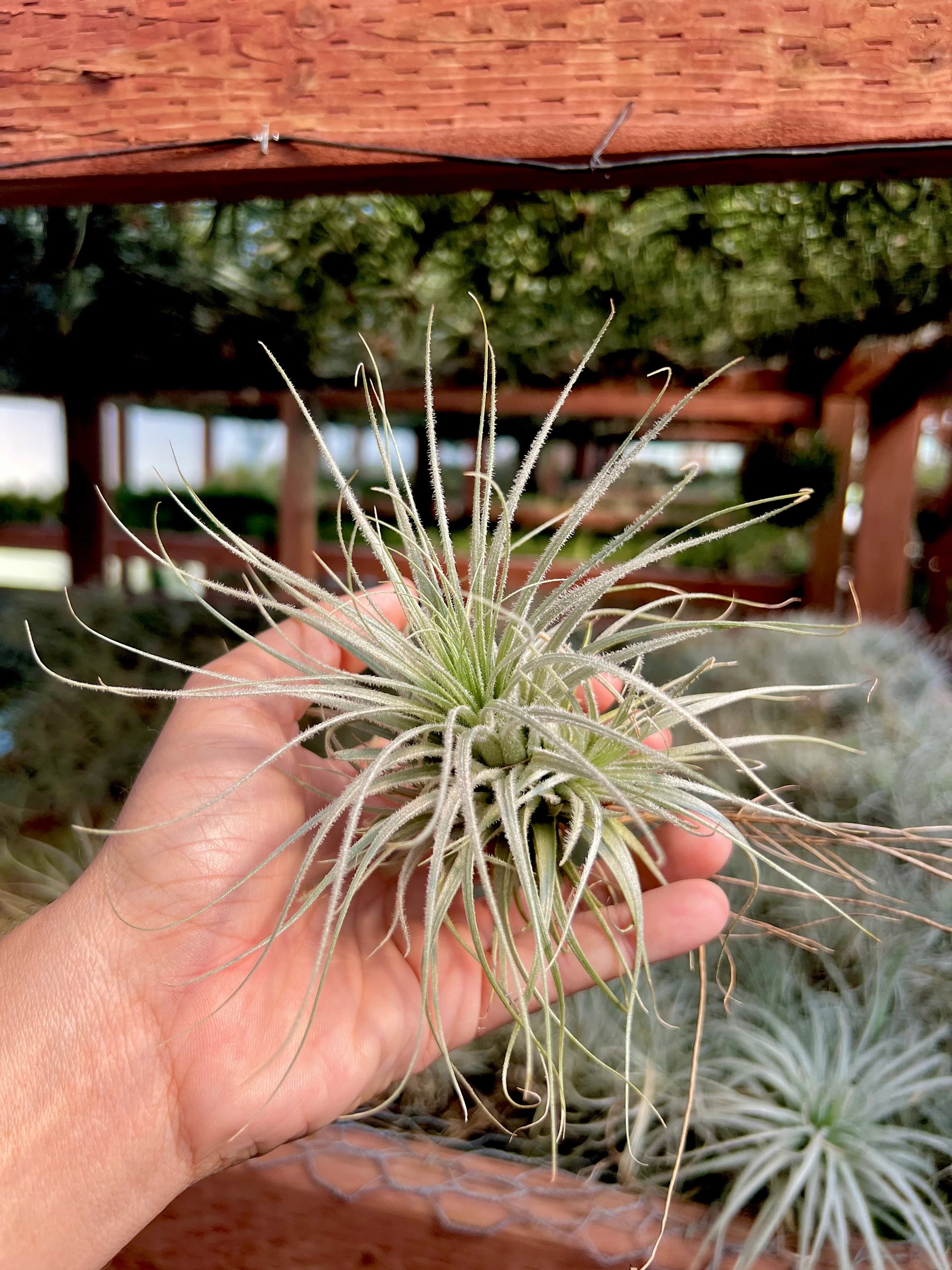 SUPER SALE! B Quality Assorted Airplant <br> (Minimum Order 25)
