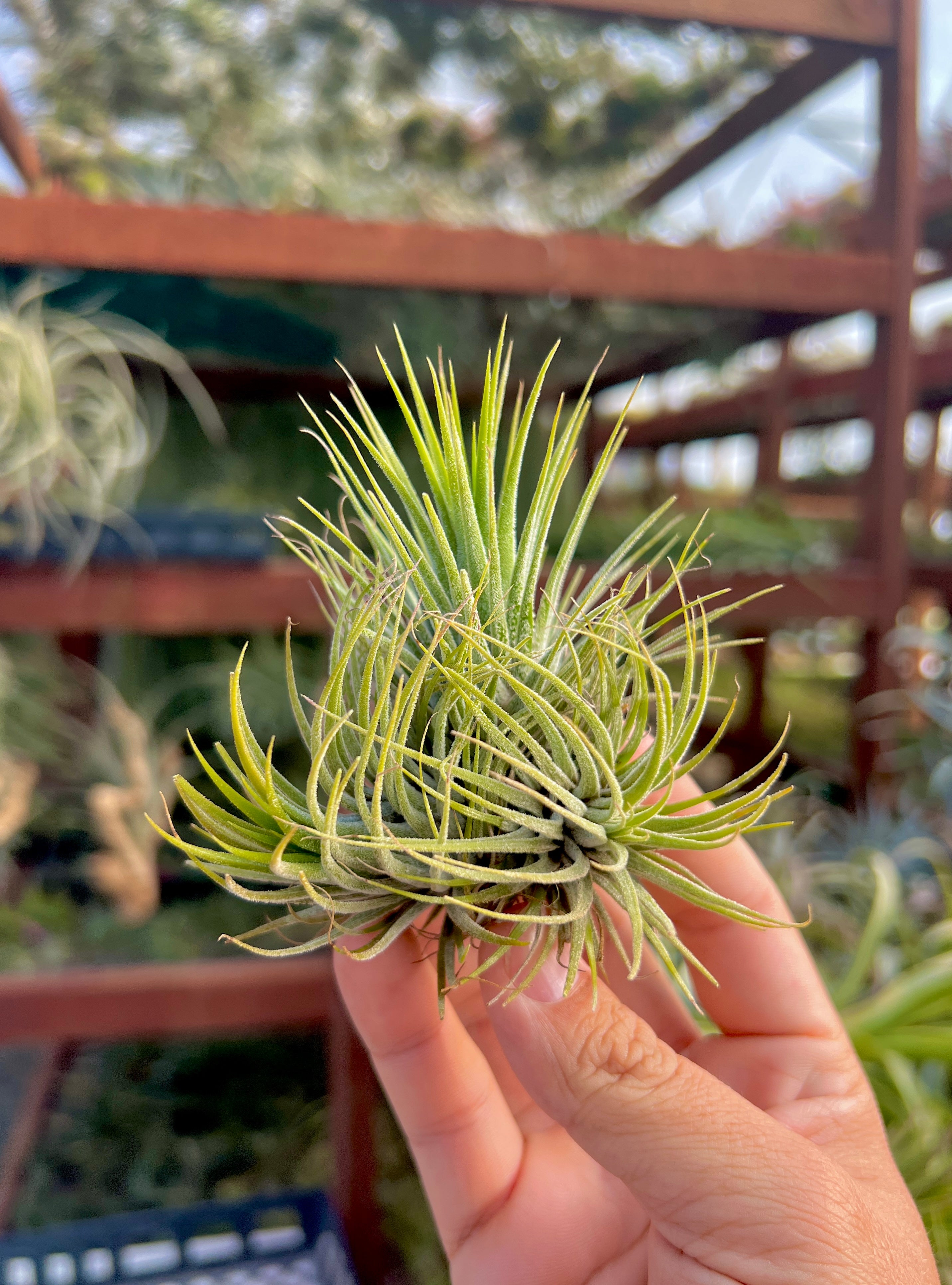 Ionantha Assorted Premium Clump <br> (No Minimum)