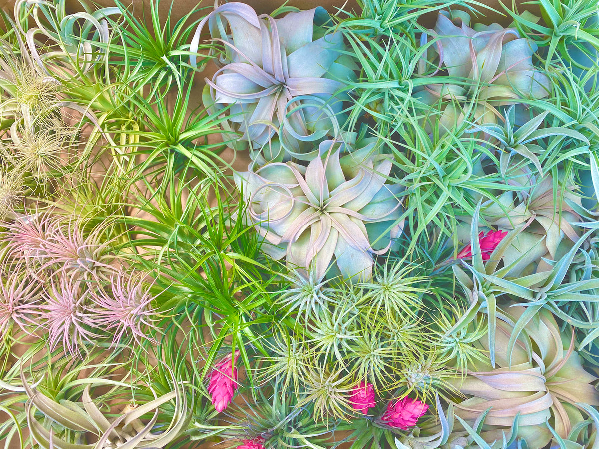 Wholesale Air Plants, Bulk Tillandsia, And Discounted Airplants Bulk