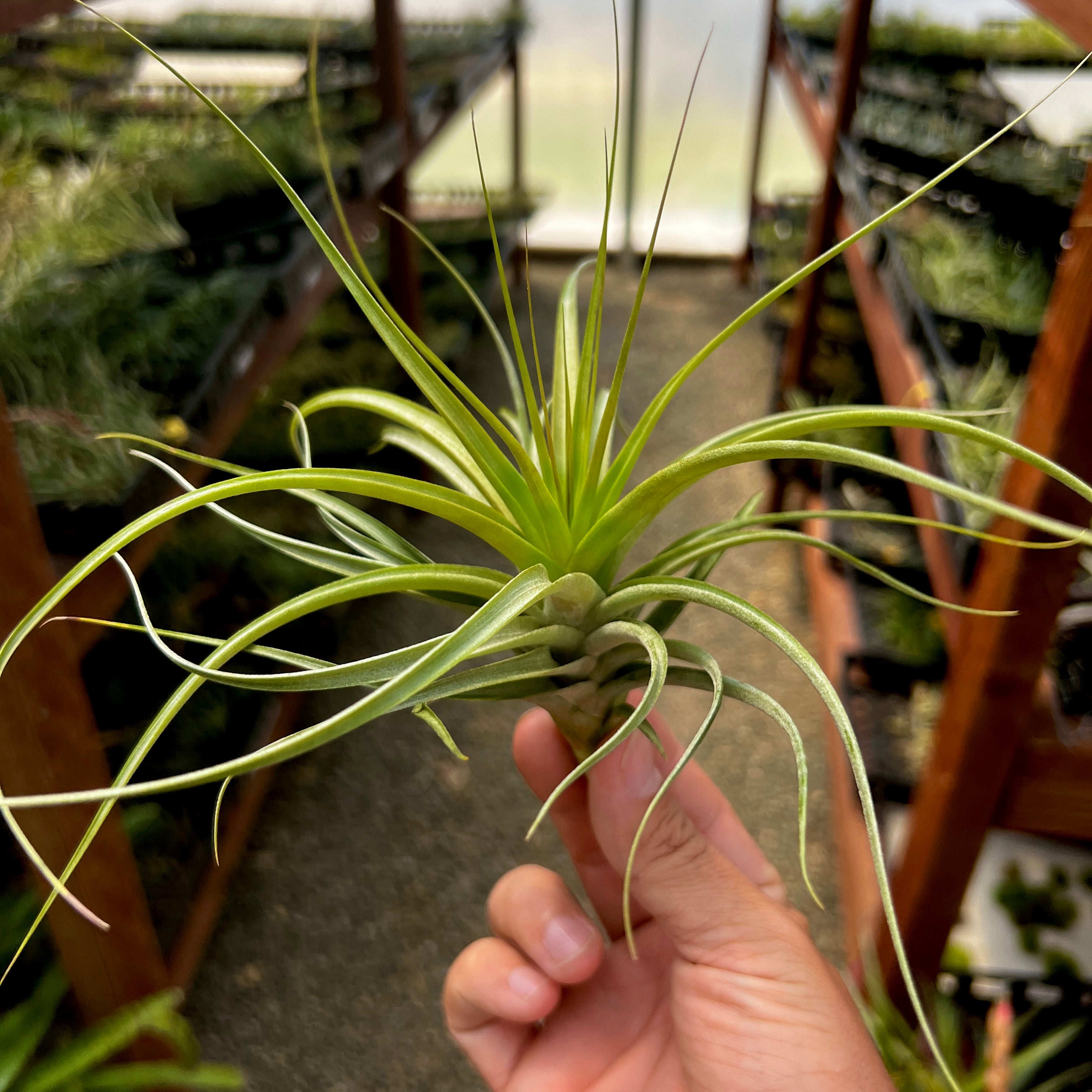 Starburst (brachycaulos x schiedeana) Medium <br> (Minimum Order 4)