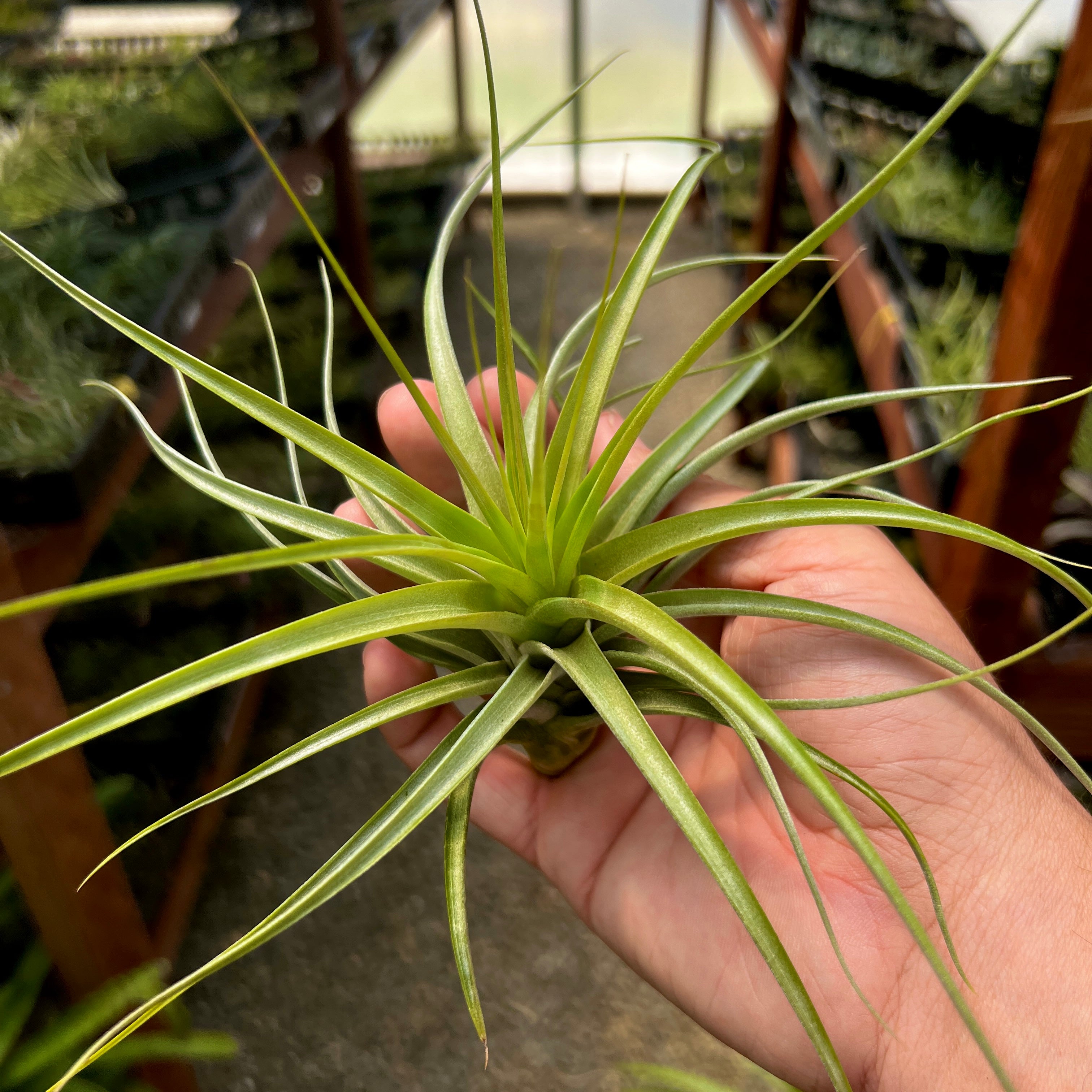 Starburst (brachycaulos x schiedeana) Medium <br> (Minimum Order 4)