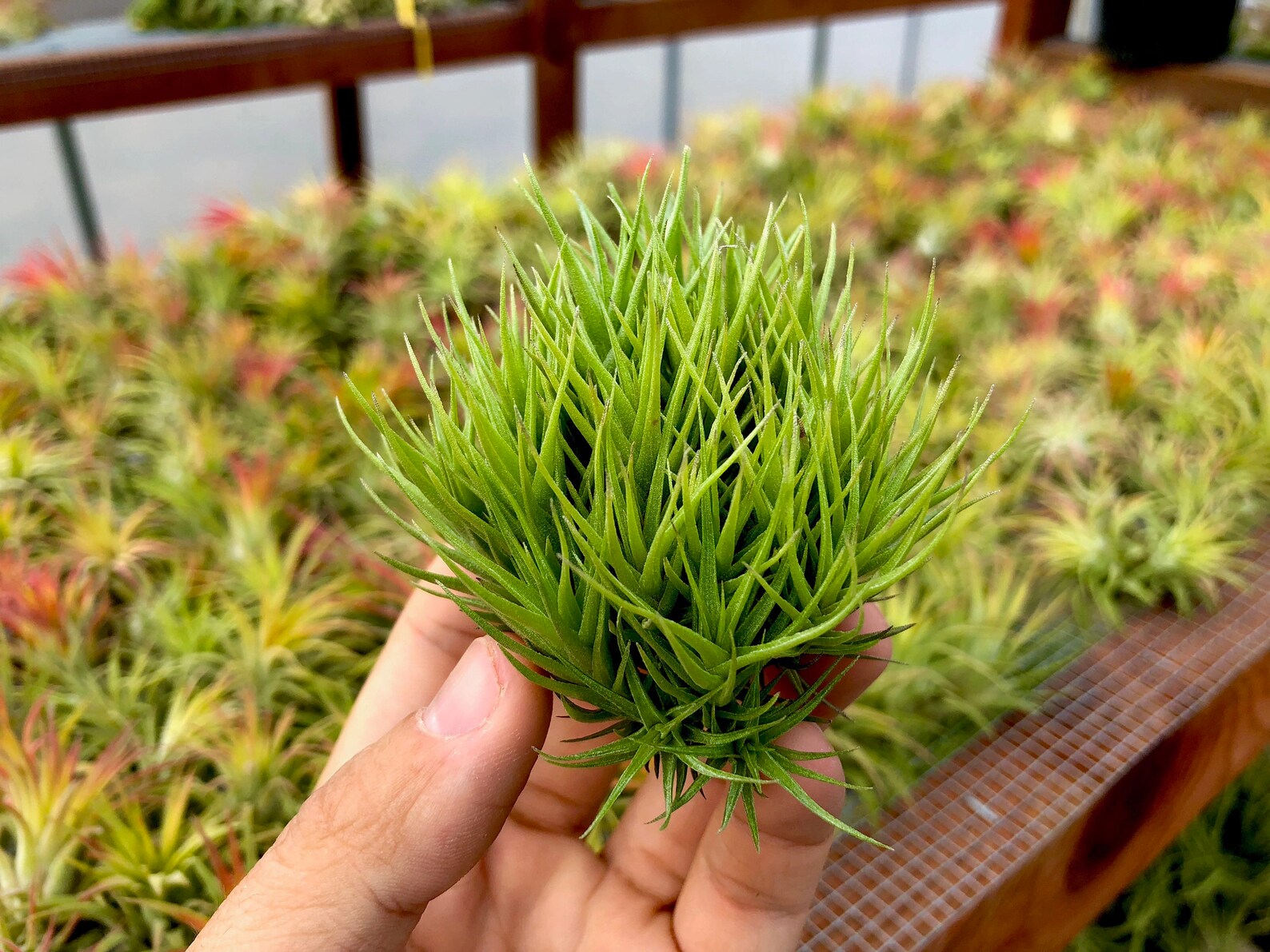 Aeranthos Miniata Clump Small <br> (Minimum order 5)