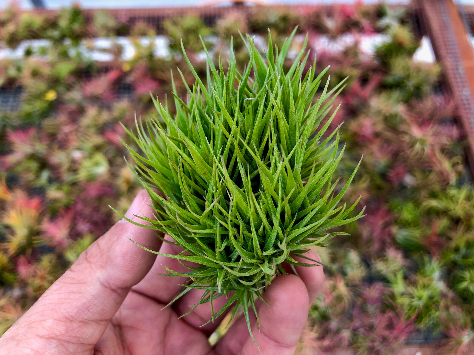 Aeranthos Miniata Clump Small <br> (Minimum order 5)