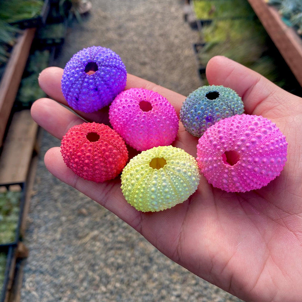 Party Colors Sea Urchin Shell <br> (Minimum Order 10)