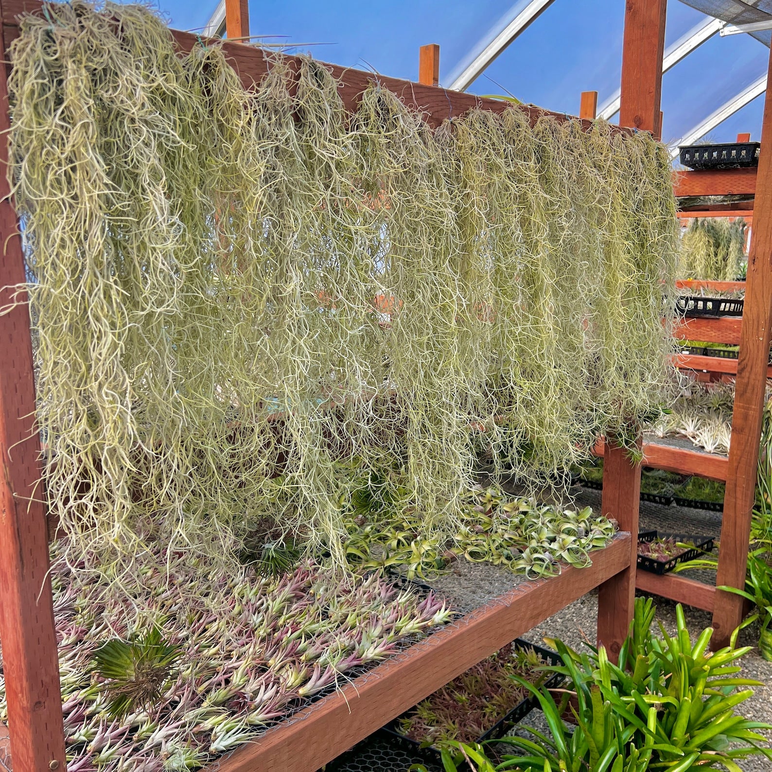 Spanish Moss Hanging Clump Large <br> (Minimum Order 3)