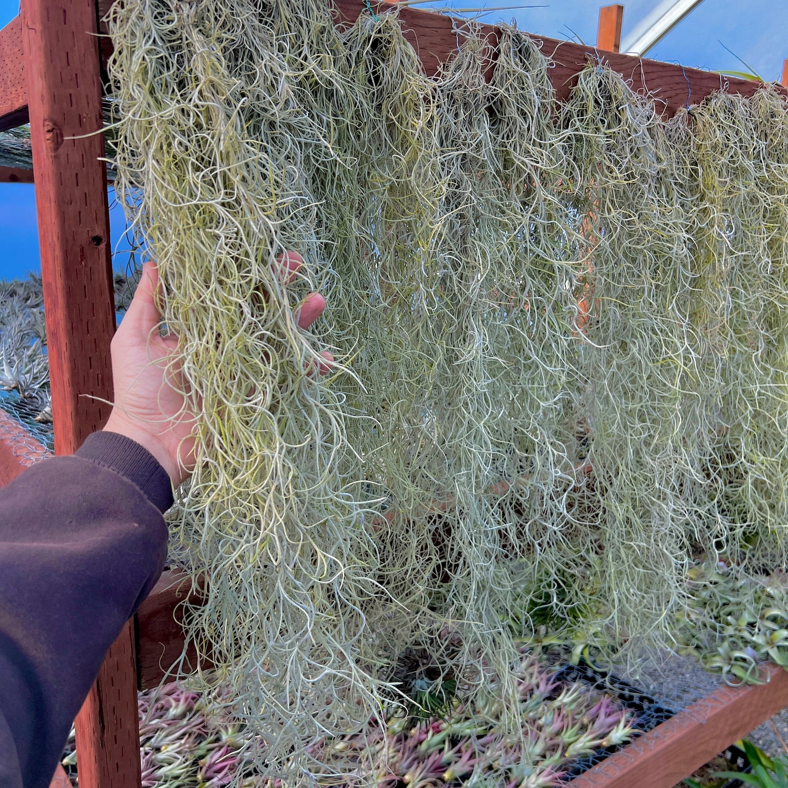 Spanish Moss Hanging Clump Large <br> (Minimum Order 3)