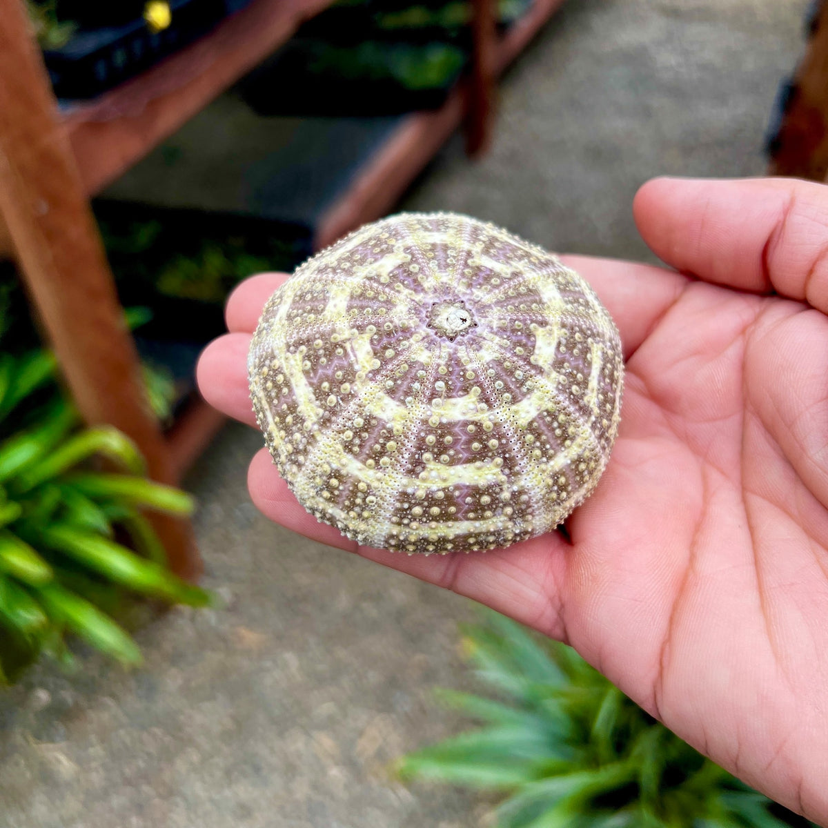 Gator Sea Urchin Shell Lg (Minimum Order 5) – Bulk Air Plants