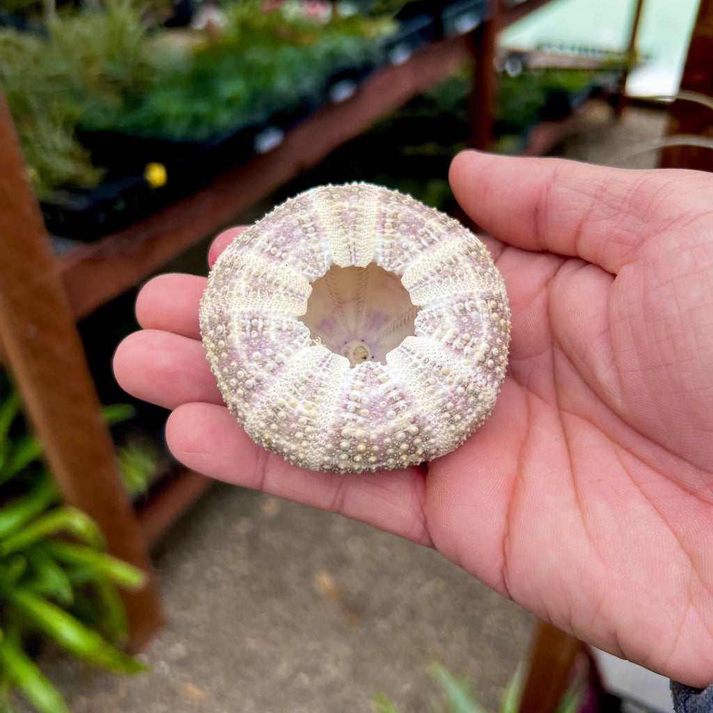 Gator Sea Urchin Shell Lg <br> (Minimum Order 5)