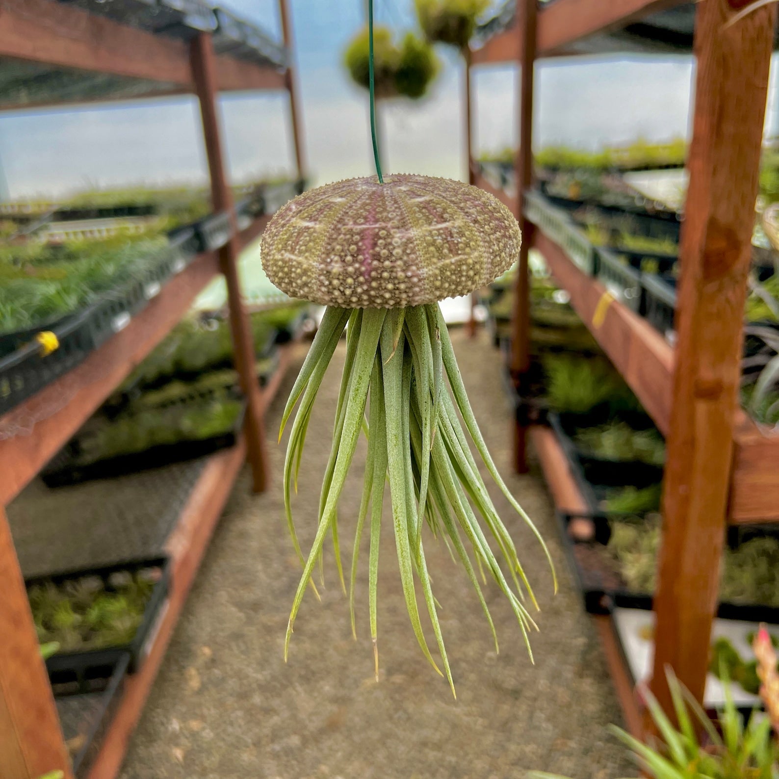 air plant jellyfish Hanging Gator Sea Urchin Jellyfish (Minimum Order 4) – Bulk Air Plants