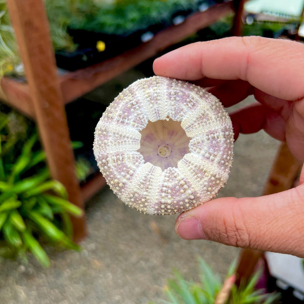 Gator Sea Urchin Shell Lg (Minimum Order 5) – Bulk Air Plants