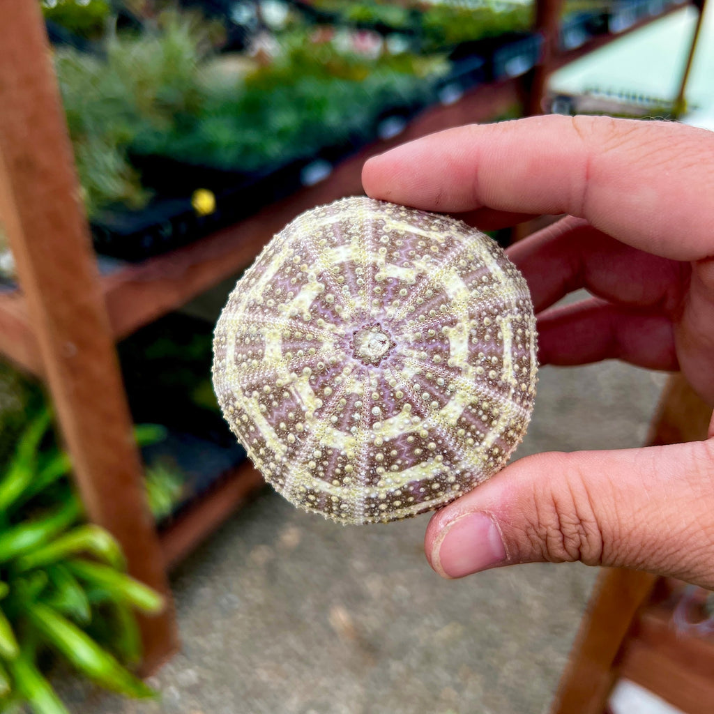 Gator Sea Urchin Shell Lg <br> (Minimum Order 5)