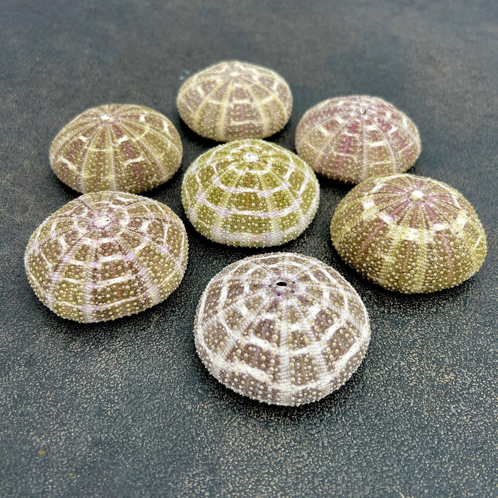 Gator Sea Urchin Shell Lg <br> (Minimum Order 5)