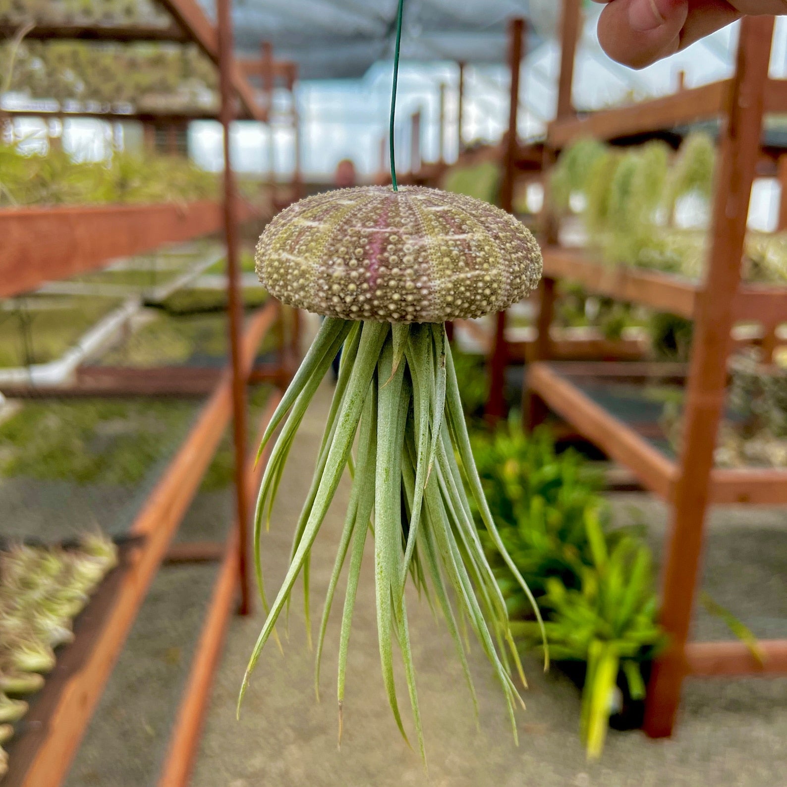 jellyfish air plants Hanging Gator Sea Urchin Jellyfish (Minimum Order 4)