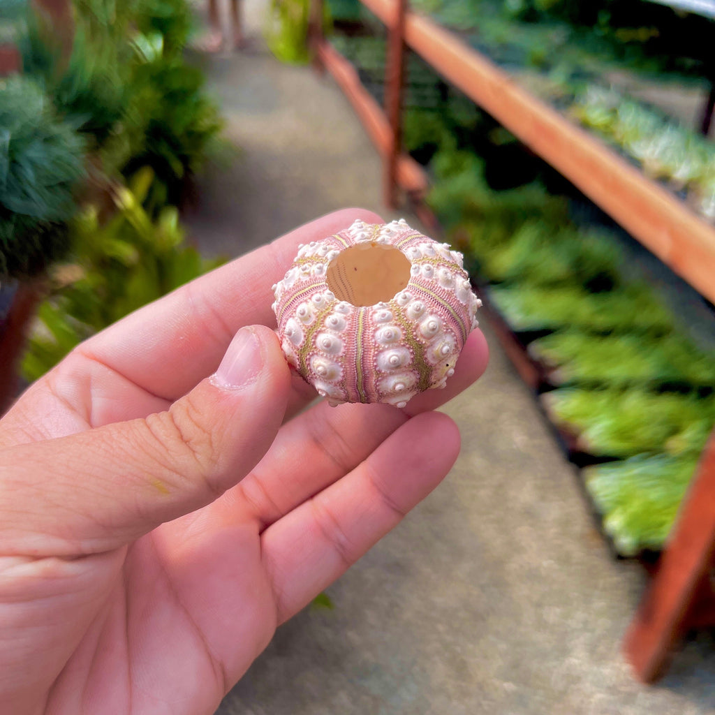 Sputnik Sea Urchin Shell Small (Shell Only) <br> (Minimum Order 5)