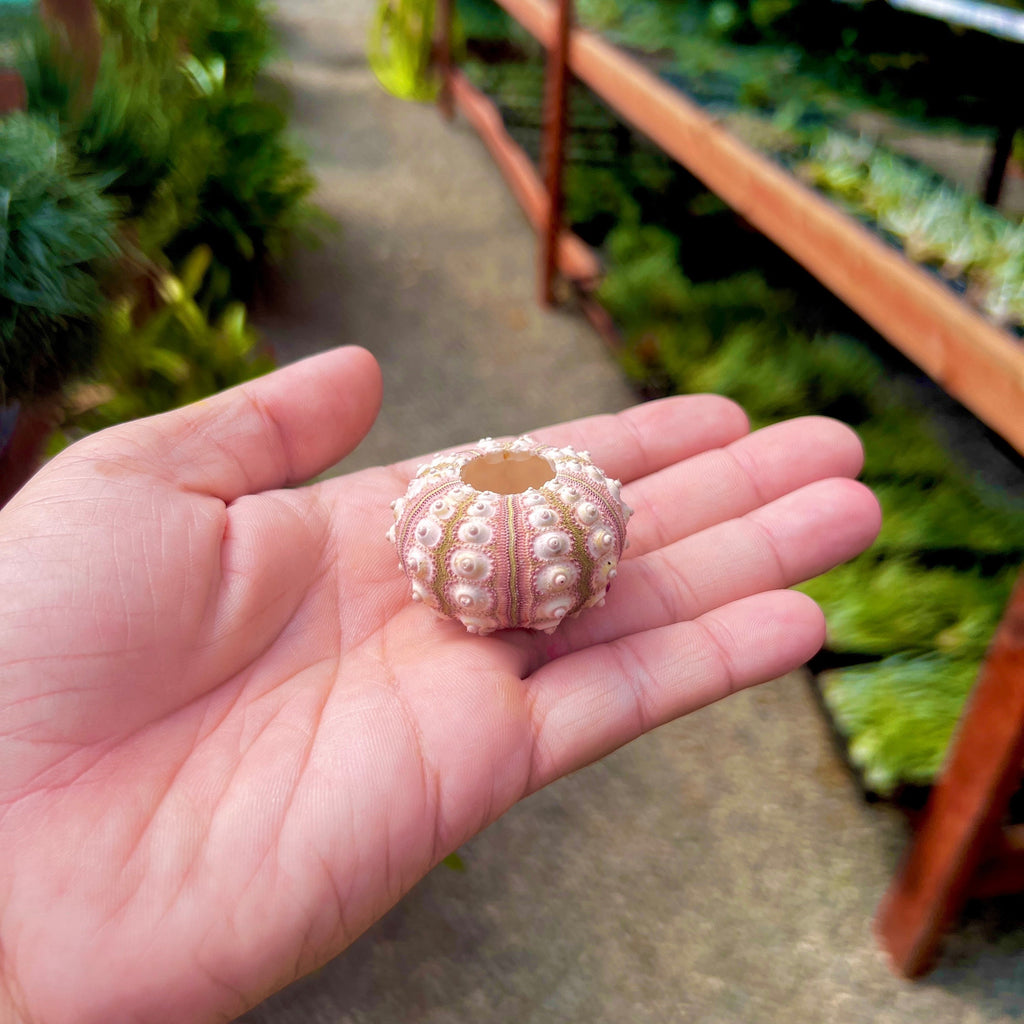 Sputnik Sea Urchin Shell Small (Shell Only) <br> (Minimum Order 5)