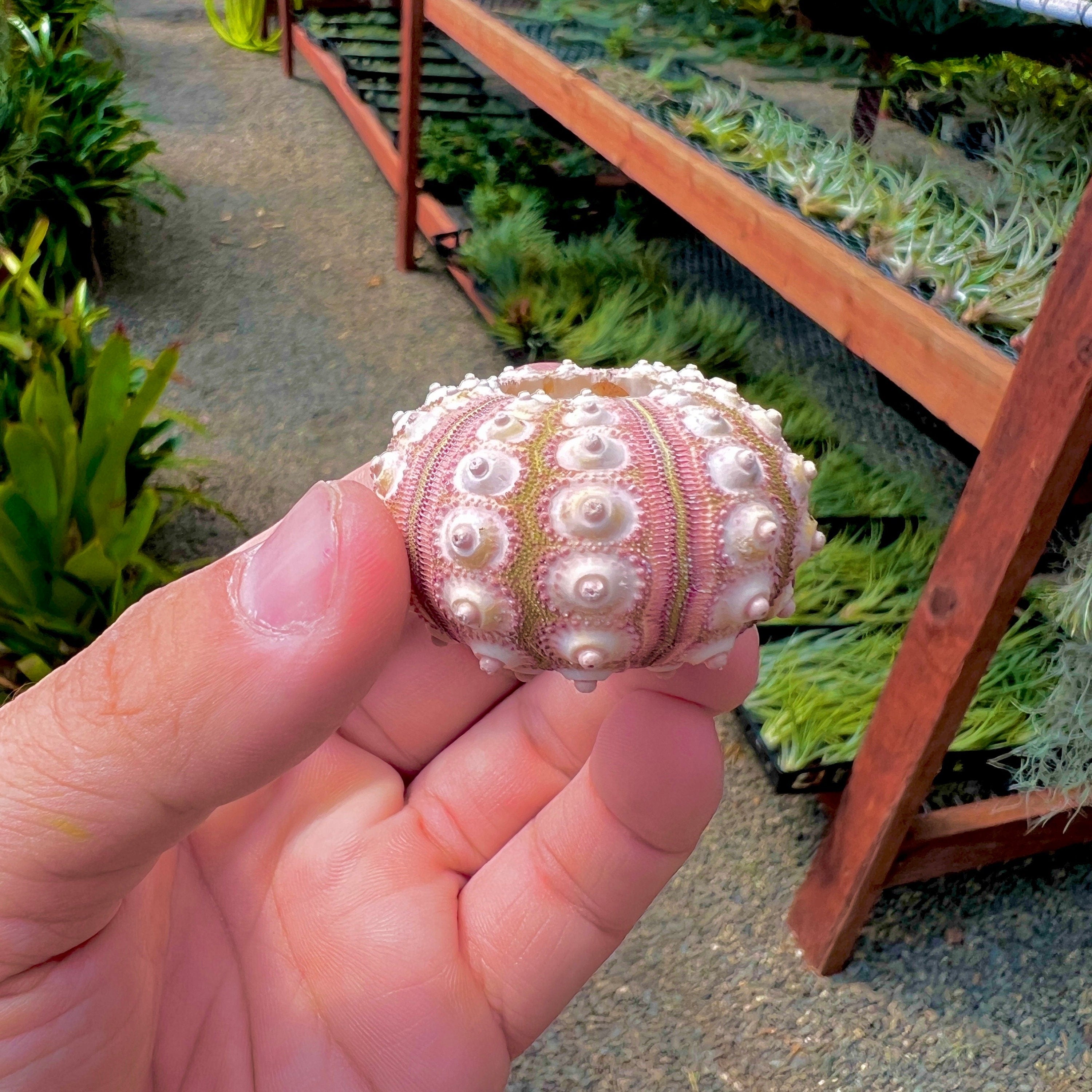 Sputnik Sea Urchin Shell Small (Shell Only) <br> (Minimum Order 5)