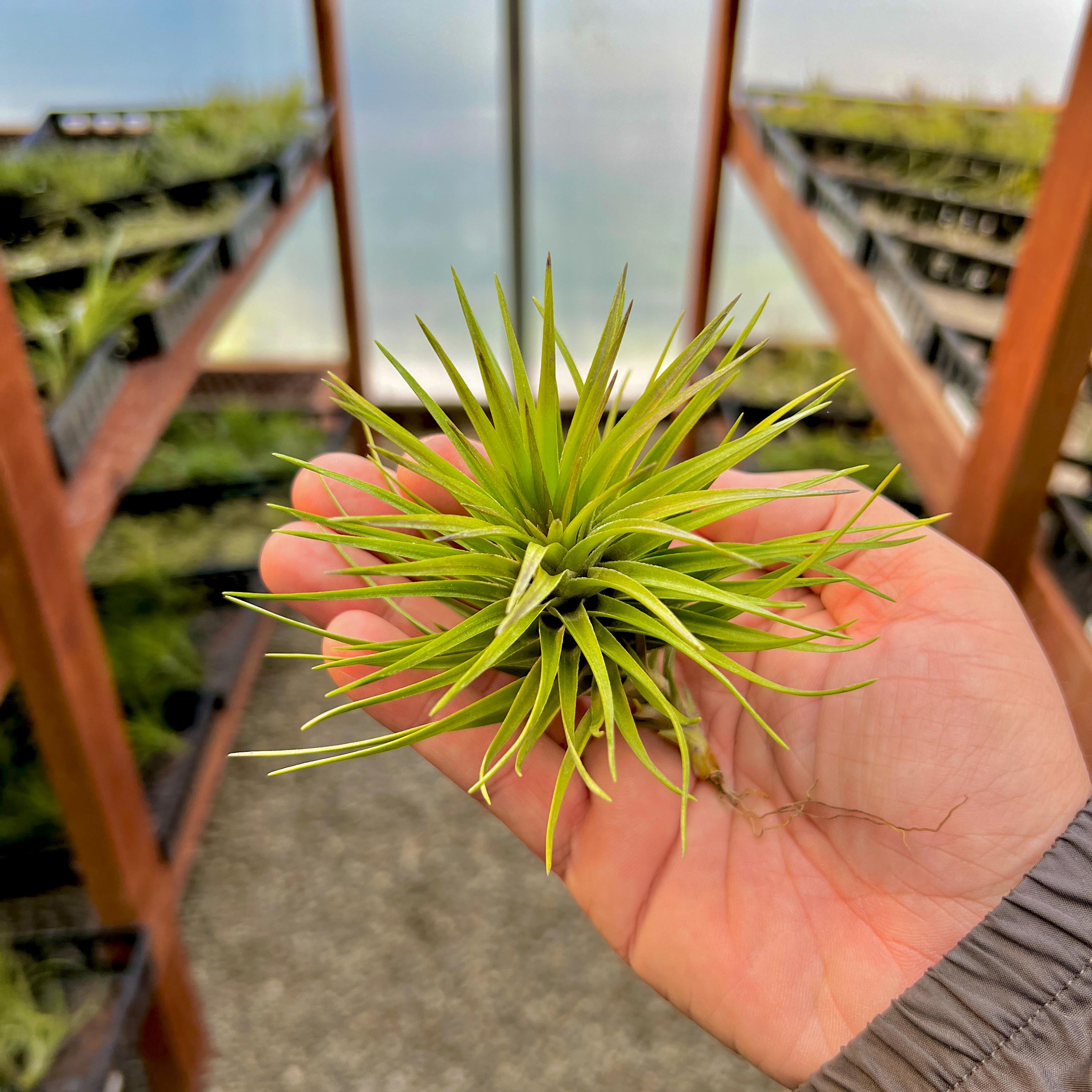 Stricta Stiff Green Medium <br> (Minimum order 5)