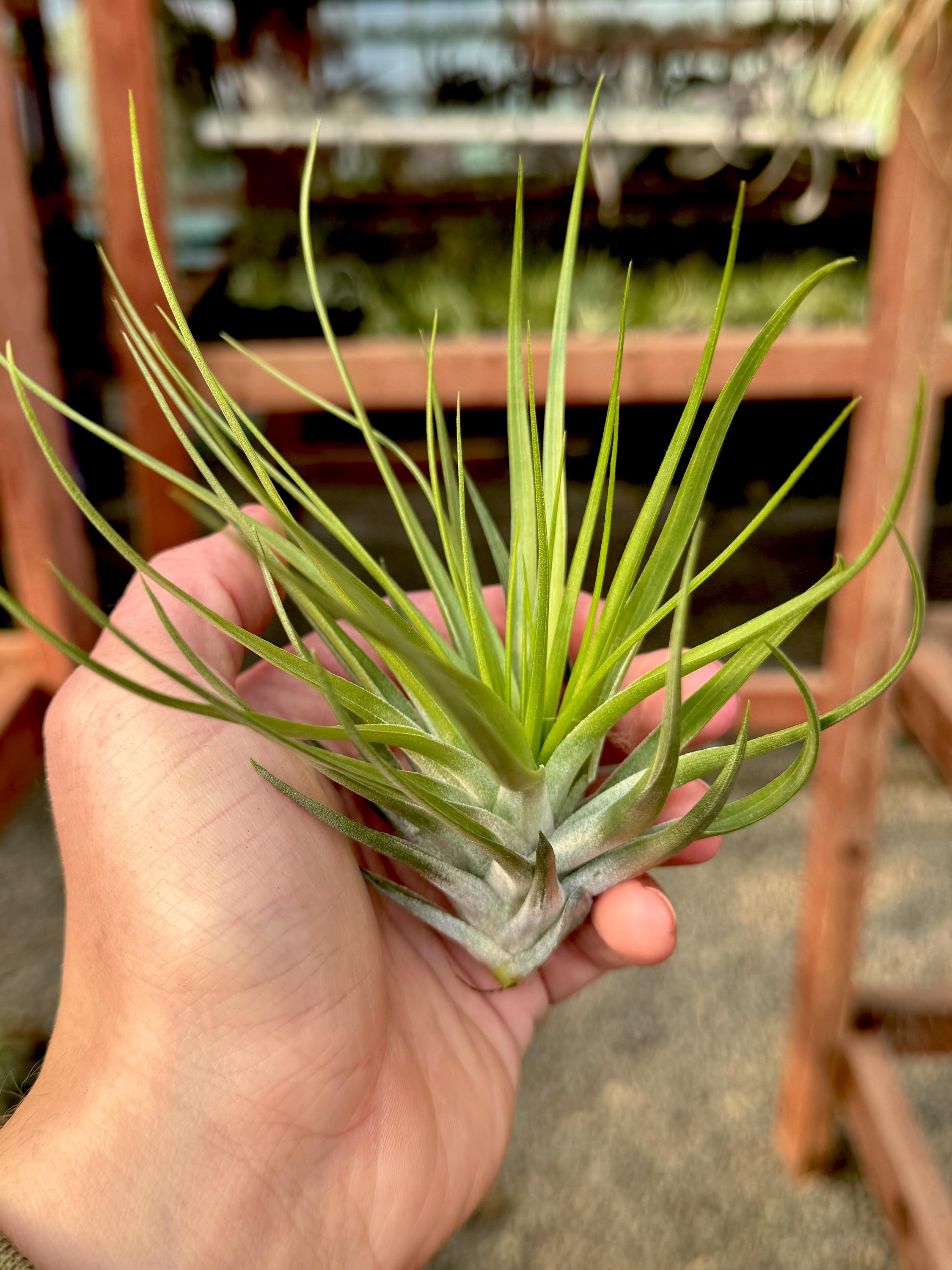 Stricta Stiff Green Medium <br> (Minimum order 5)
