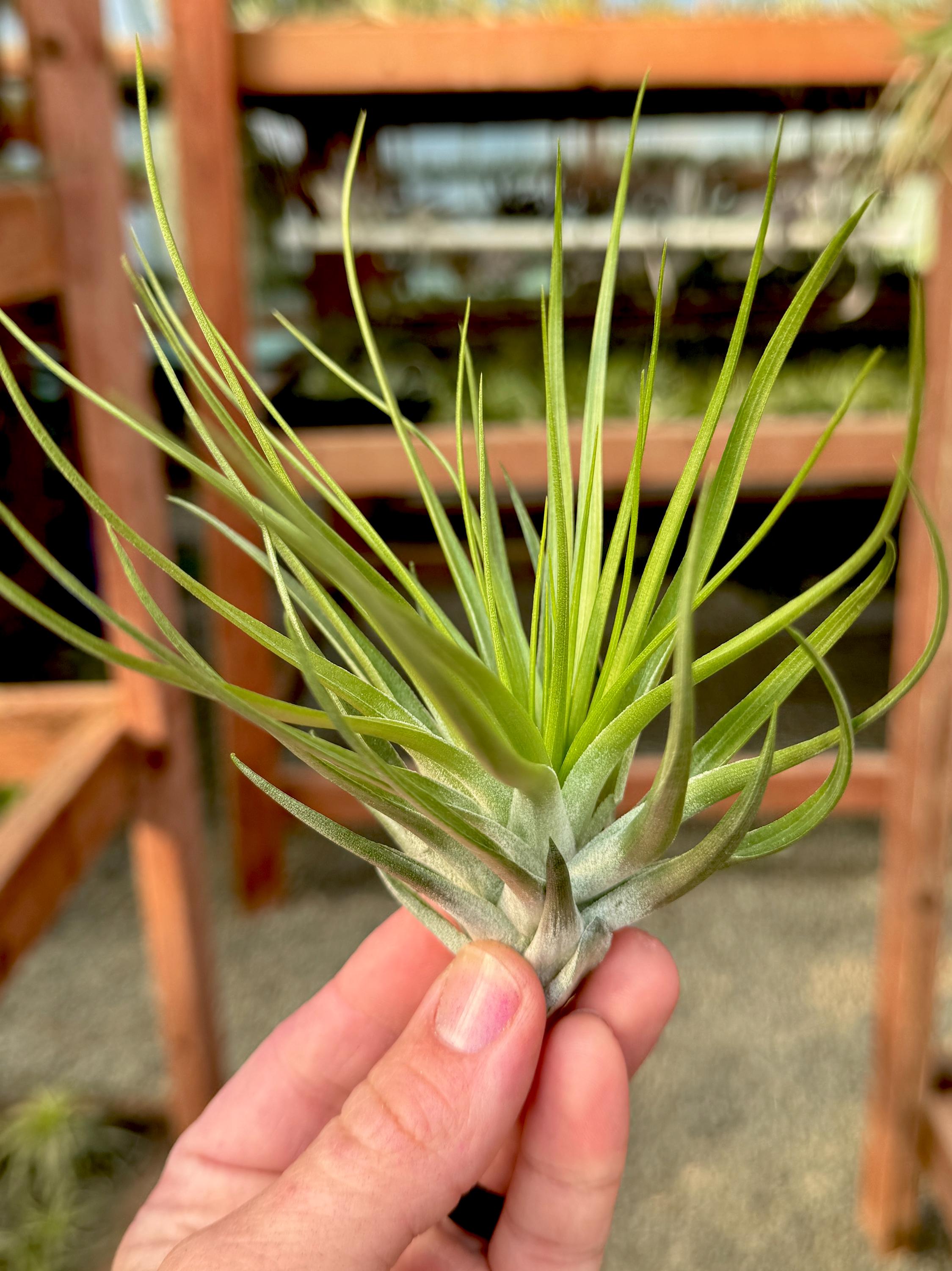 Stricta Stiff Green Medium <br> (Minimum order 5)