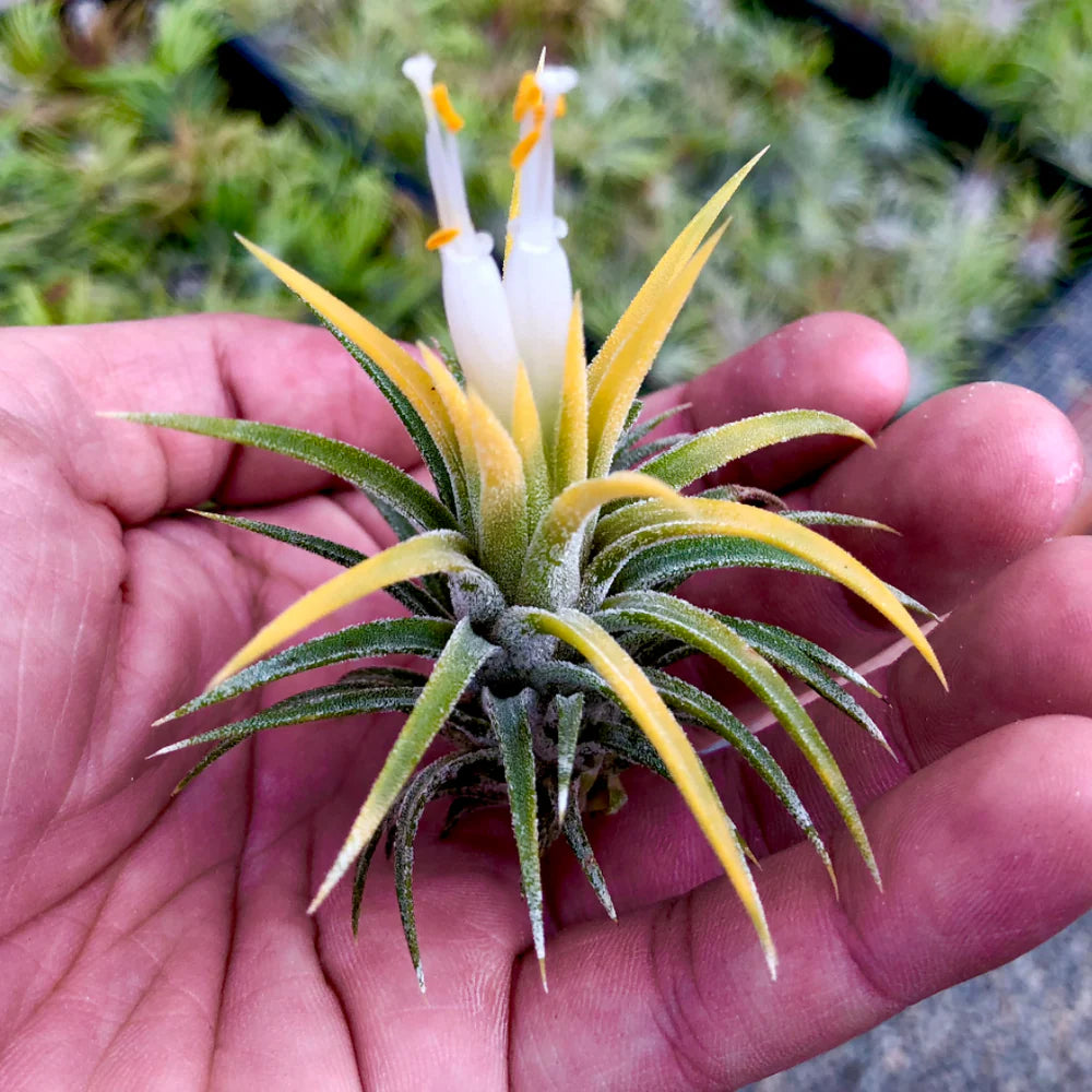 Ionantha Druid <br> *Currently Green* <br> (Minimum order 10)