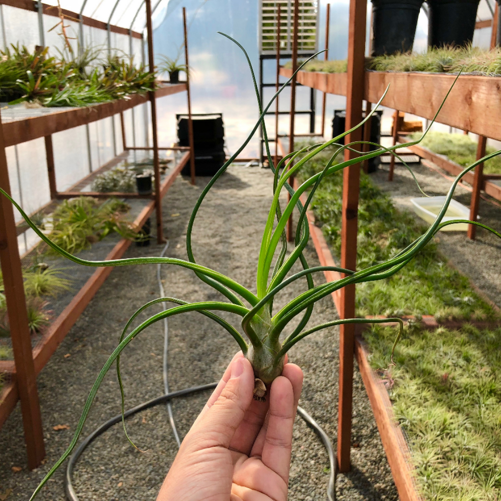 Bulbosa Large <br> (Minimum Order 5)