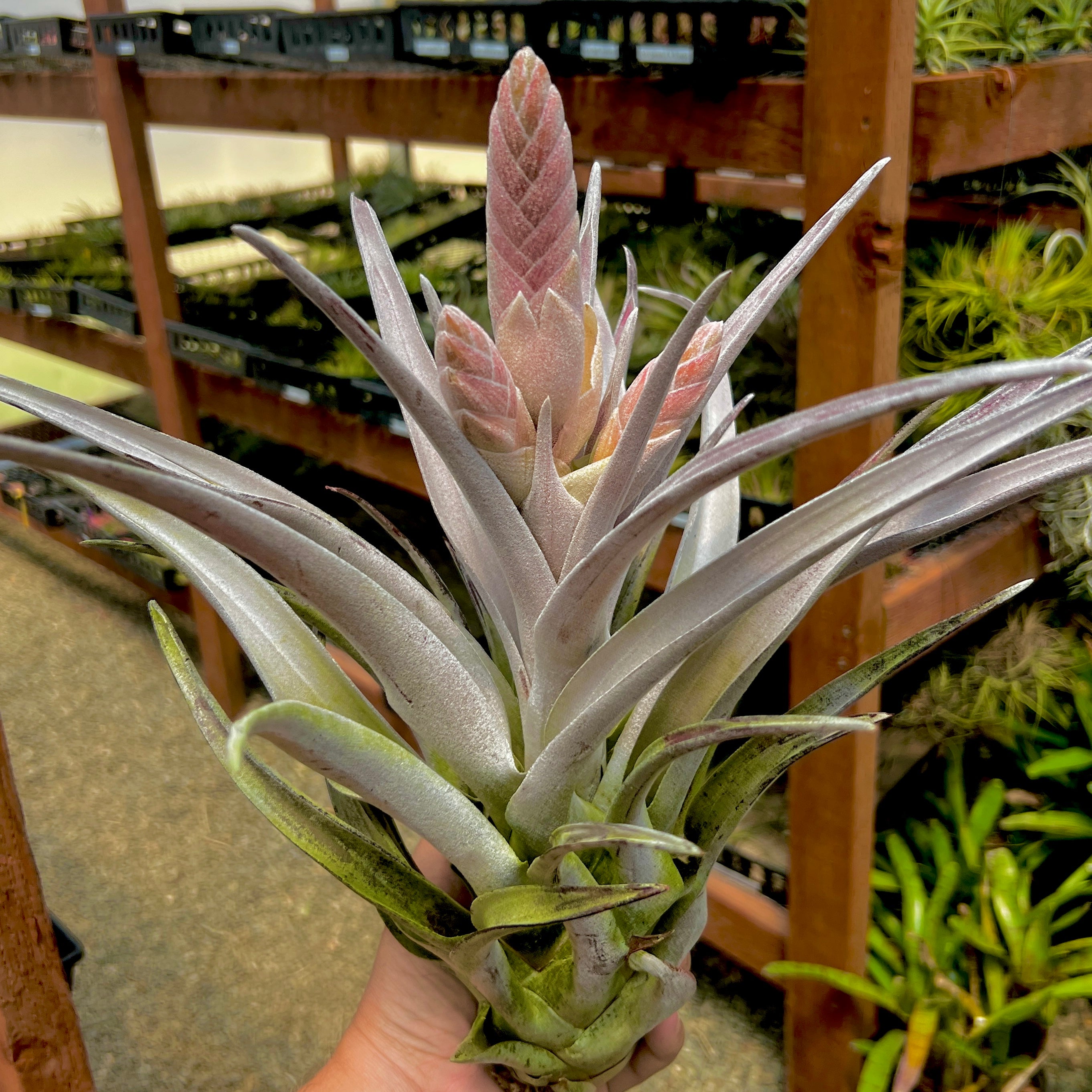 Chiapensis Giant Form XXL <br> *SALE! $25 OFF* (No Minimum)