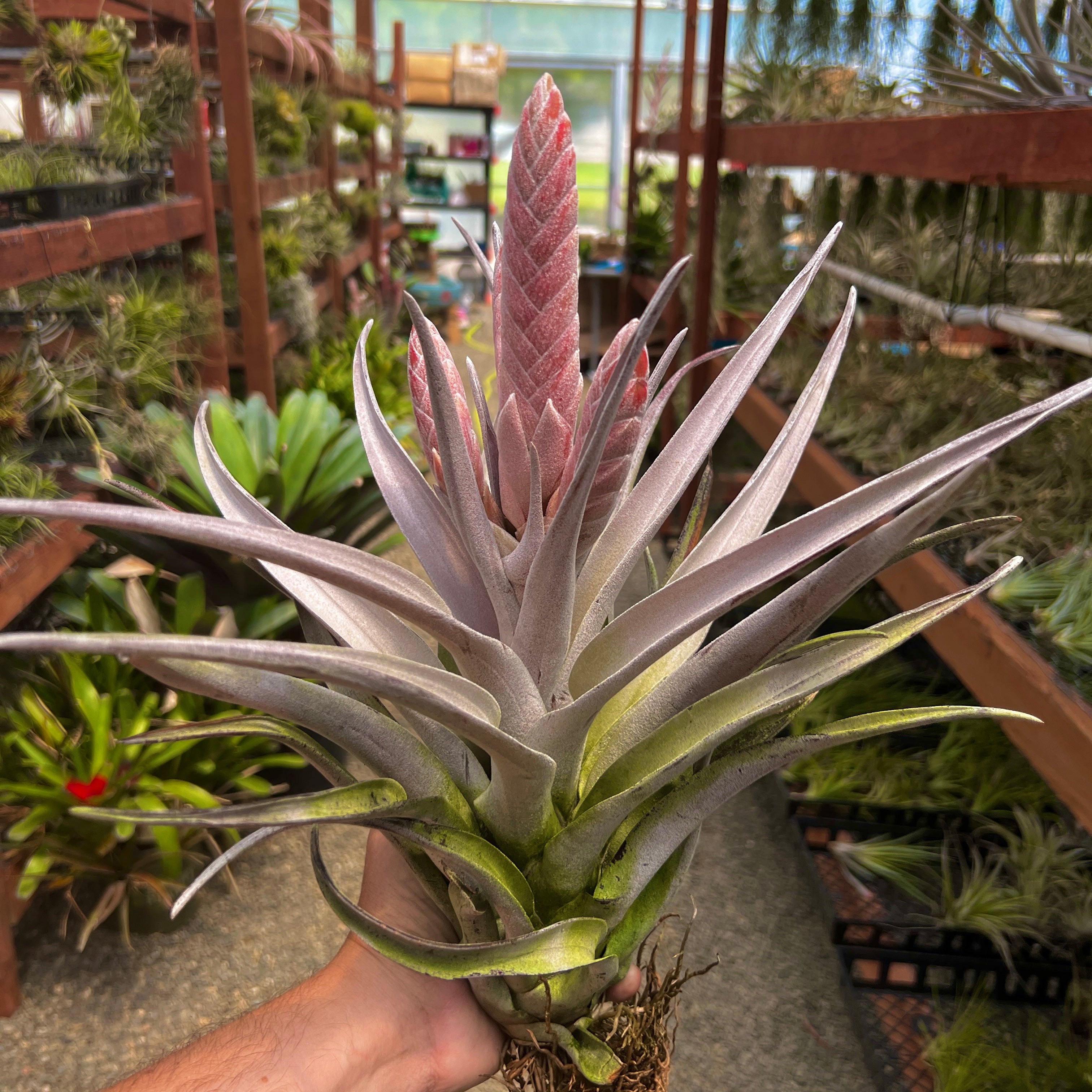 Chiapensis Giant Form XXL <br> *SALE! $25 OFF* (No Minimum)