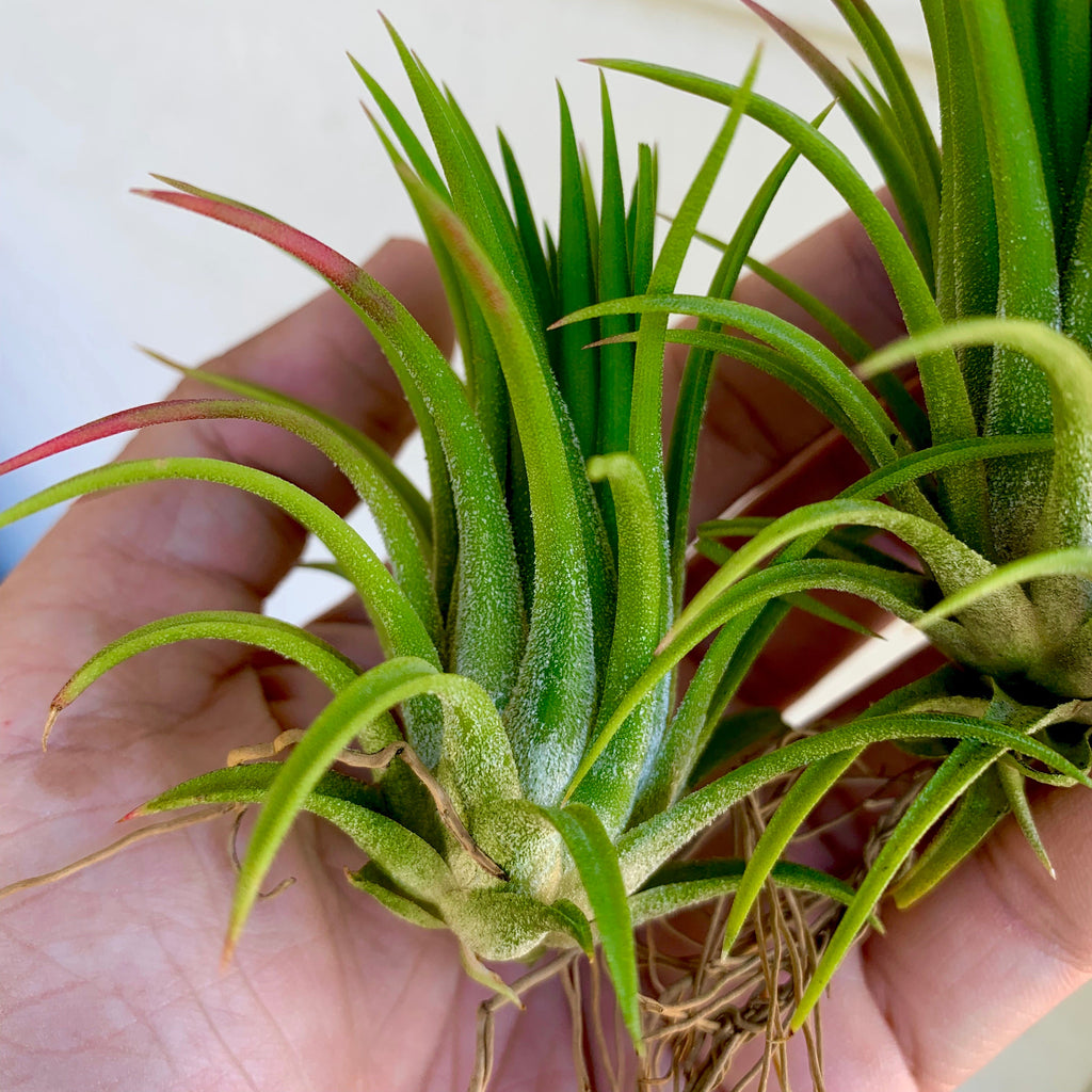 Ionantha Selecta <br> (Minimum Order 5)