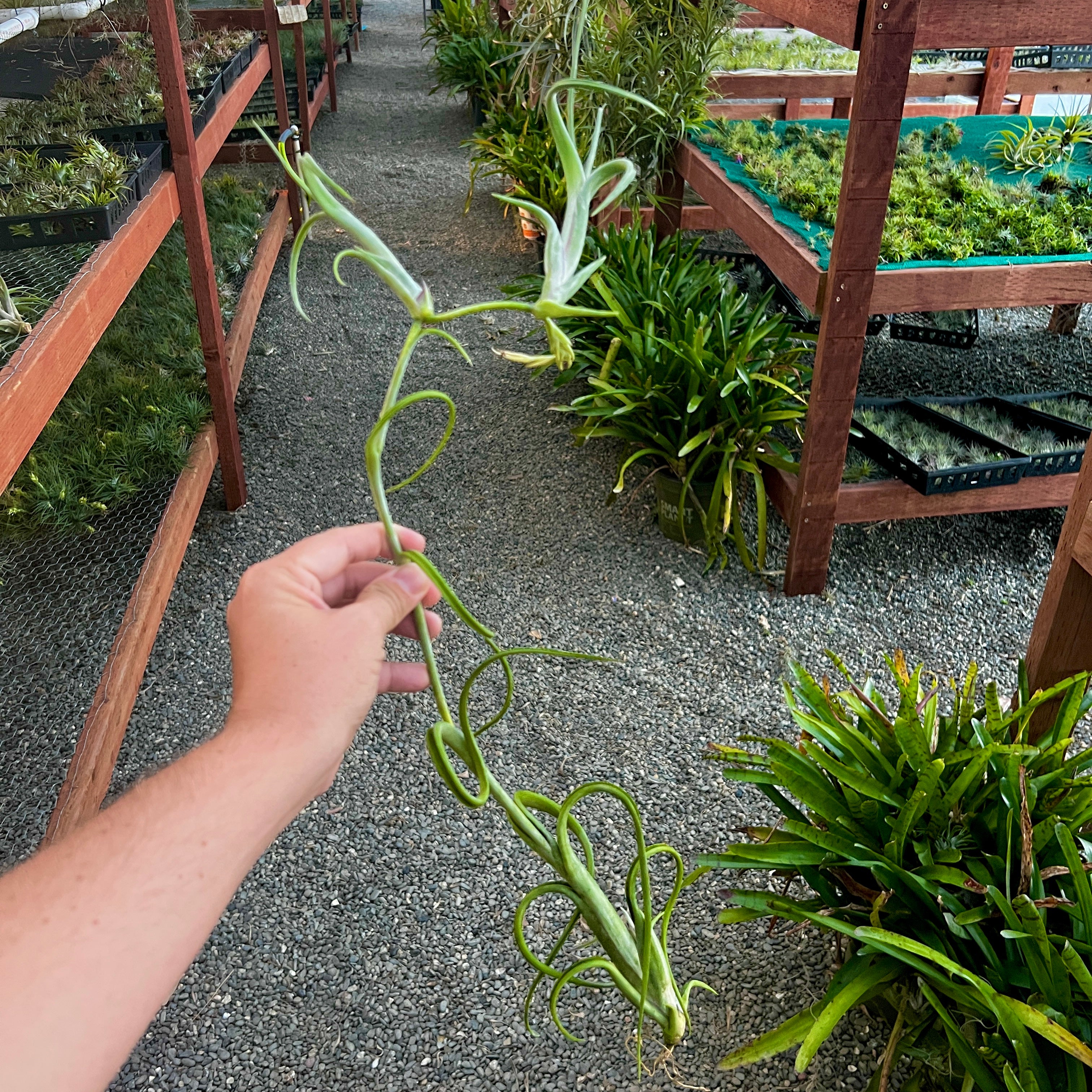 Intermedia Propagation Clump (2-3+ pups) <br> (Minimum Order 2)