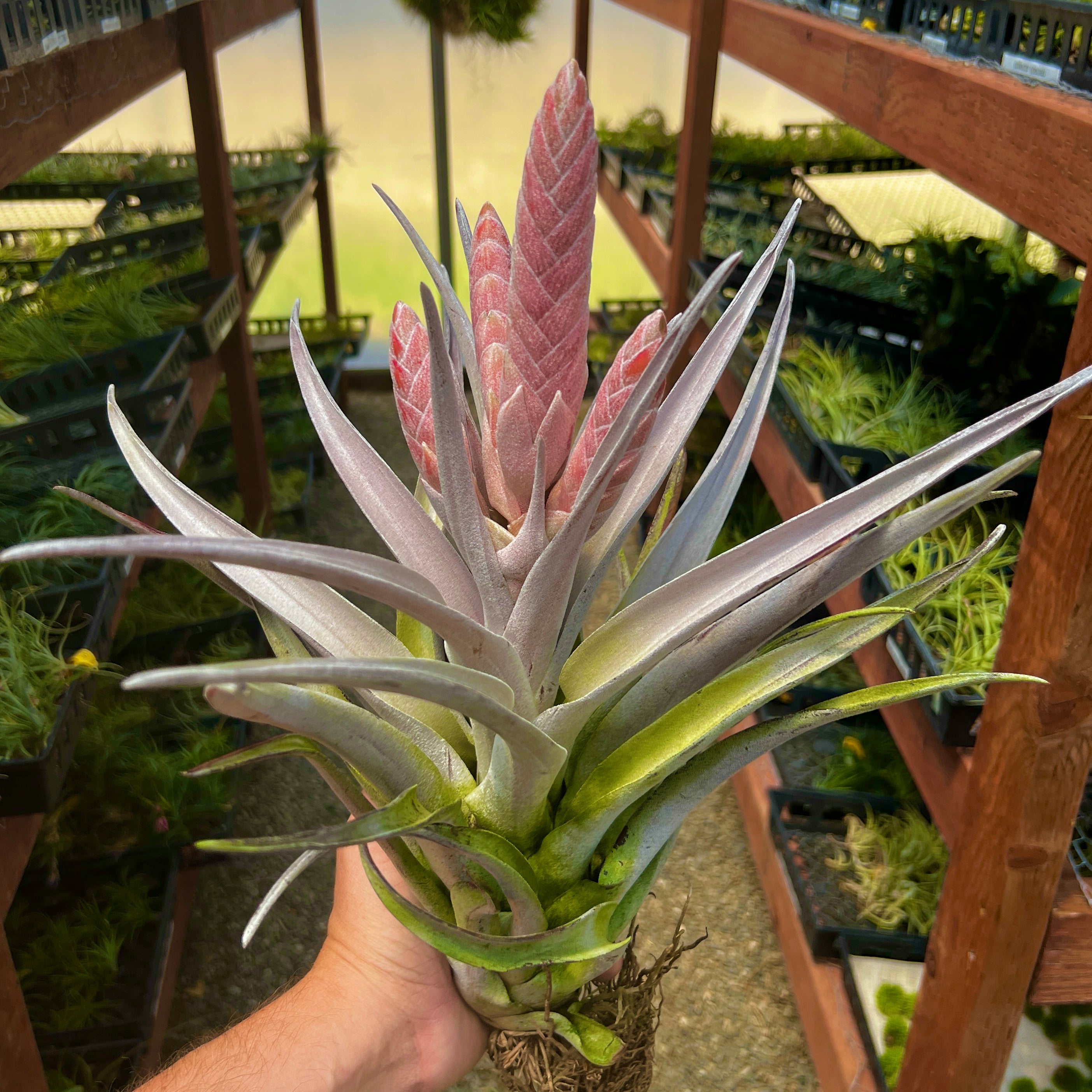 Chiapensis Giant Form XXL <br> *SALE! $25 OFF* (No Minimum)