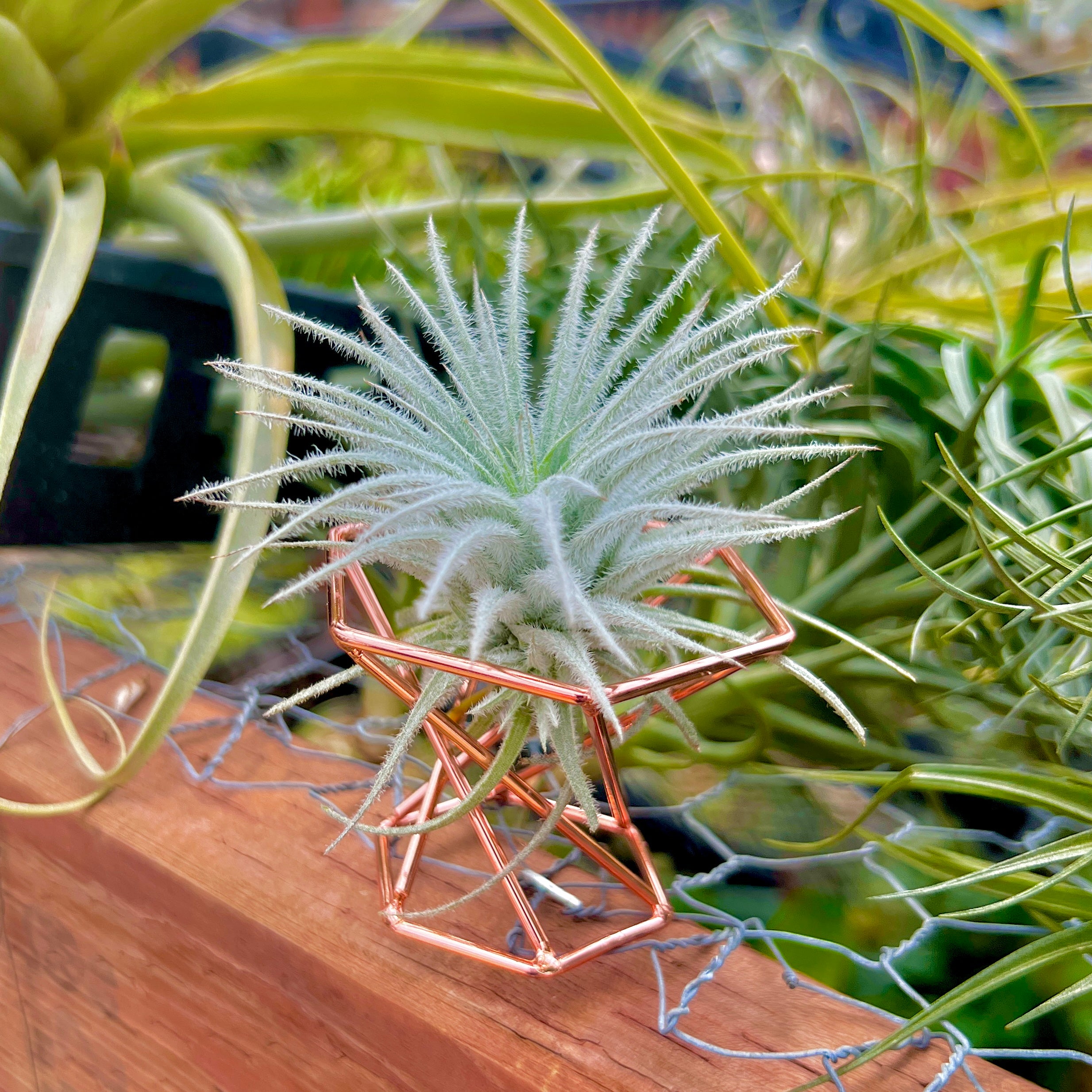 rope hanging plant basket Rose Gold Geometric Metal Air Plant Holder (Minimum Order 10) – Bulk Air Plants