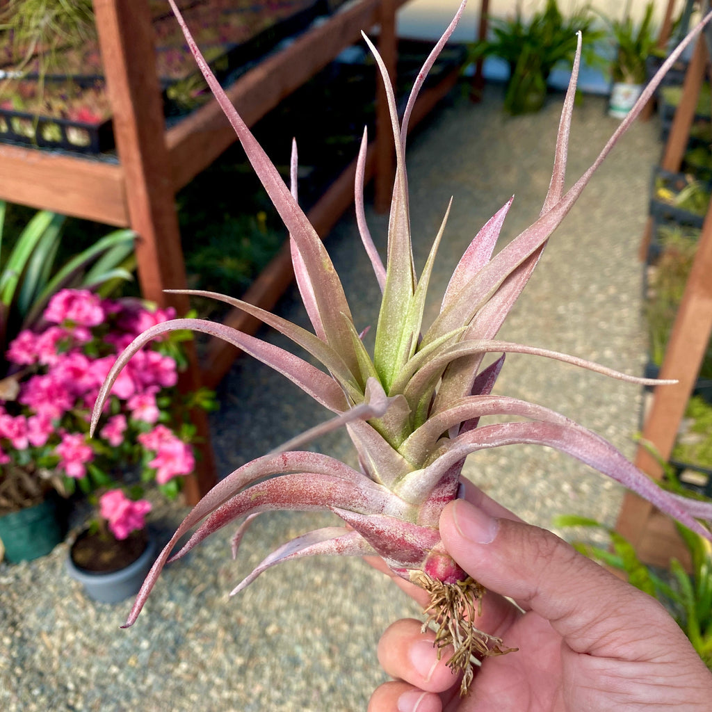 Capitata Rubra Small <br> (No Minumum)