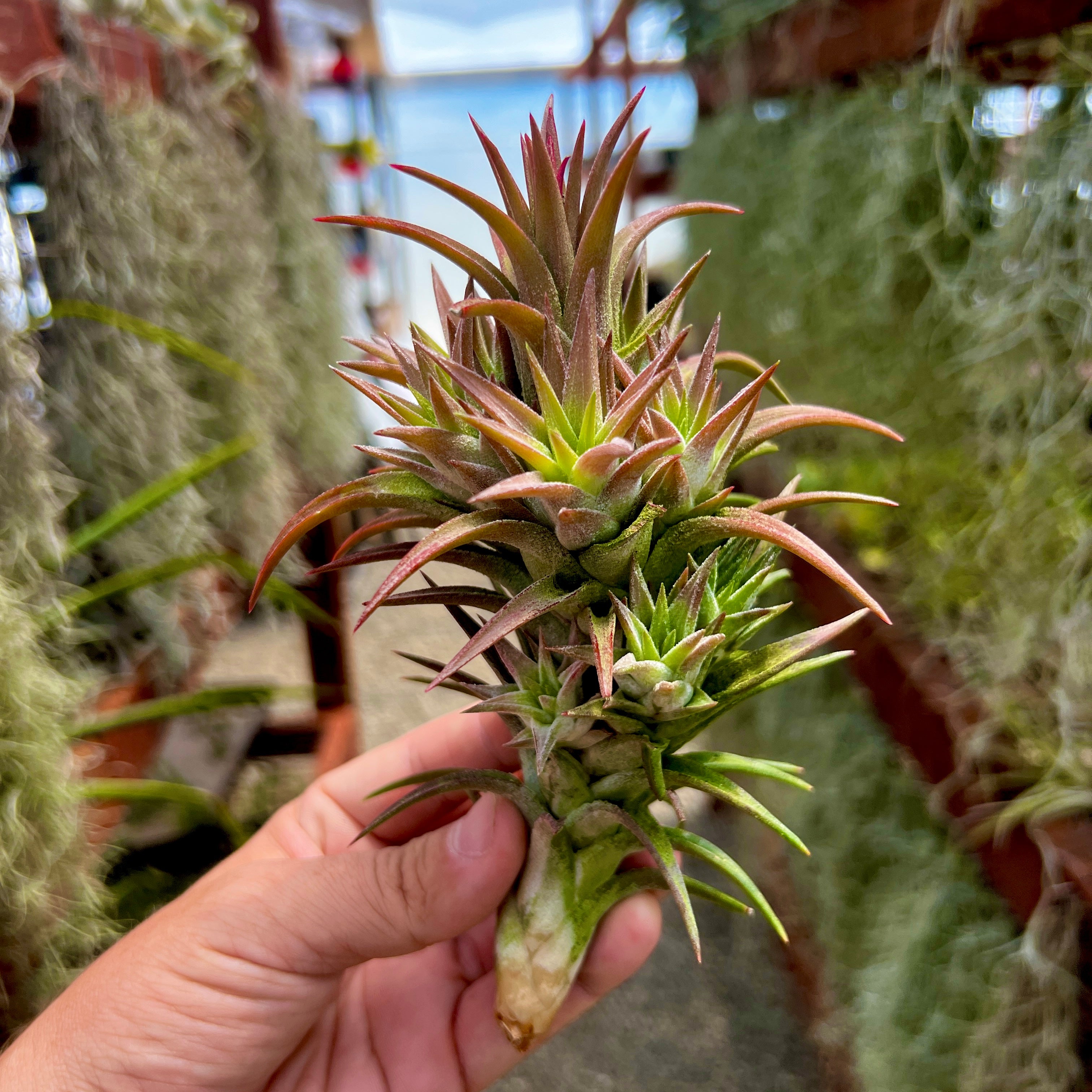 Ionantha Vanhyningii Propagation Clump <br> (No Minimum) ON SALE!