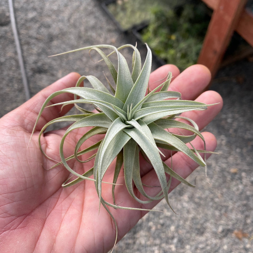 Xerographica Thick Leaf Seedling <br> (Minimum Order 3)