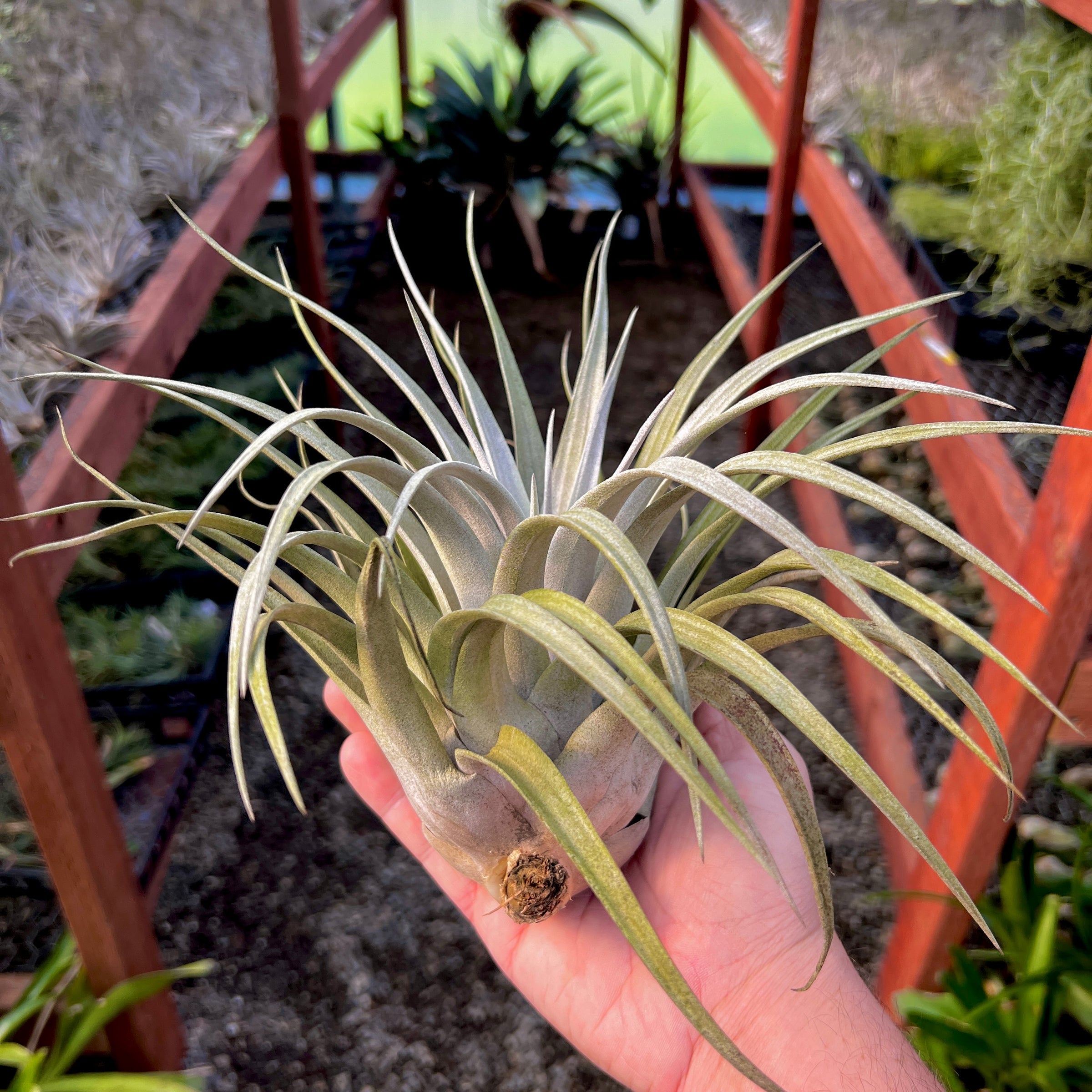 Harrisii X Xerographica (Guatemala) <br> (No Minimum) <br> *Cannot Be Shipped Internationally*