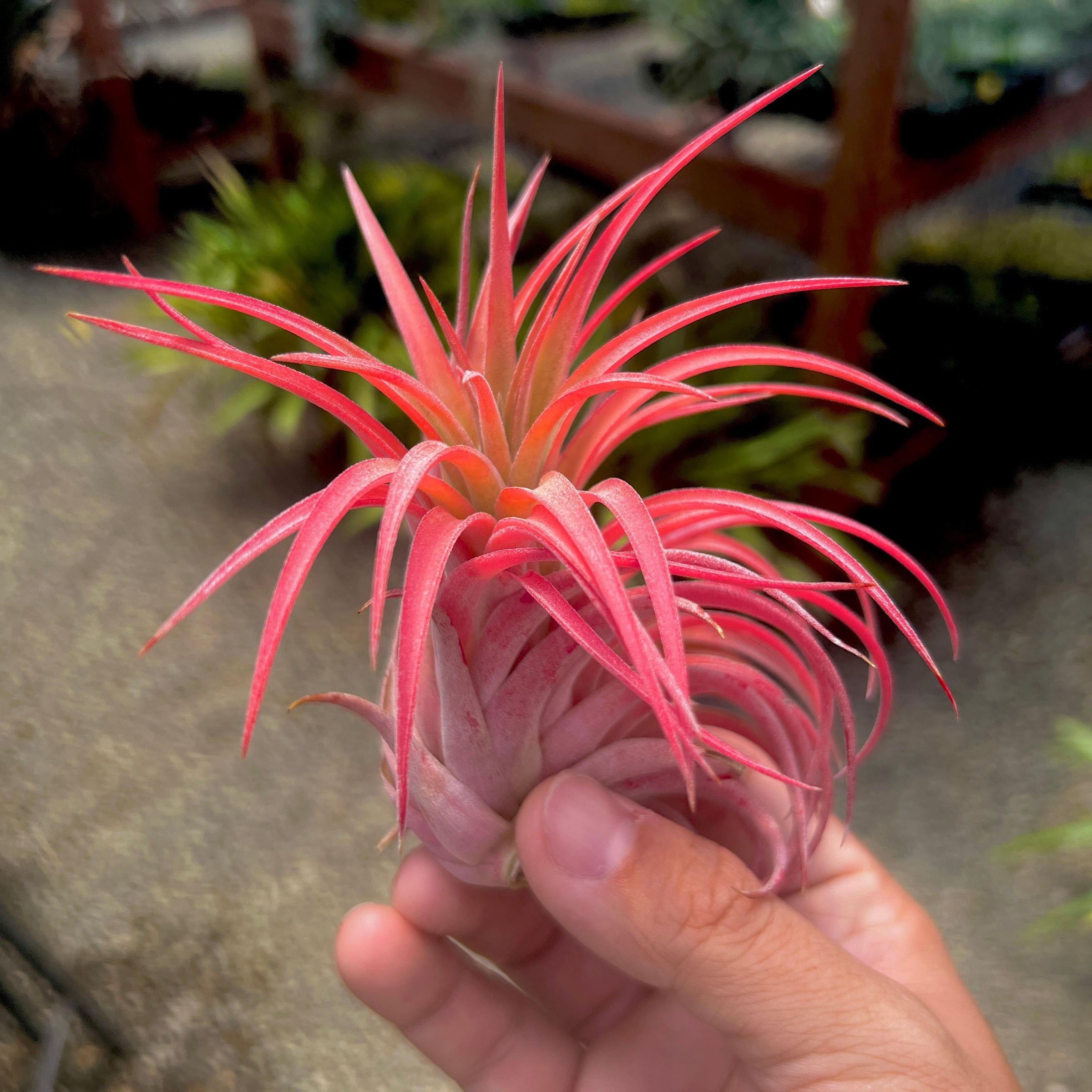 Ionantha Rubra X Scaposa <br> (No Minimum)