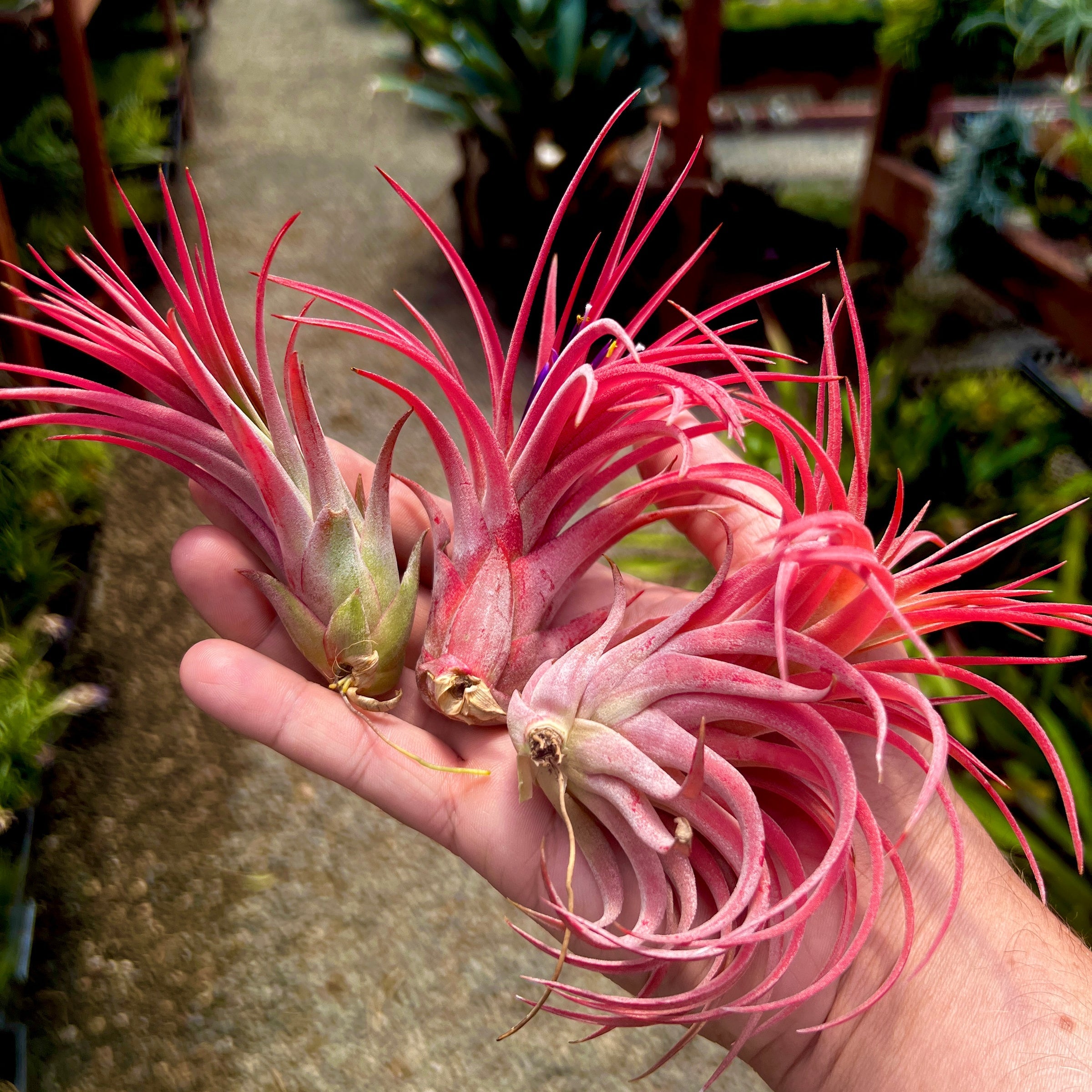 Ionantha Rubra X Scaposa <br> (No Minimum)