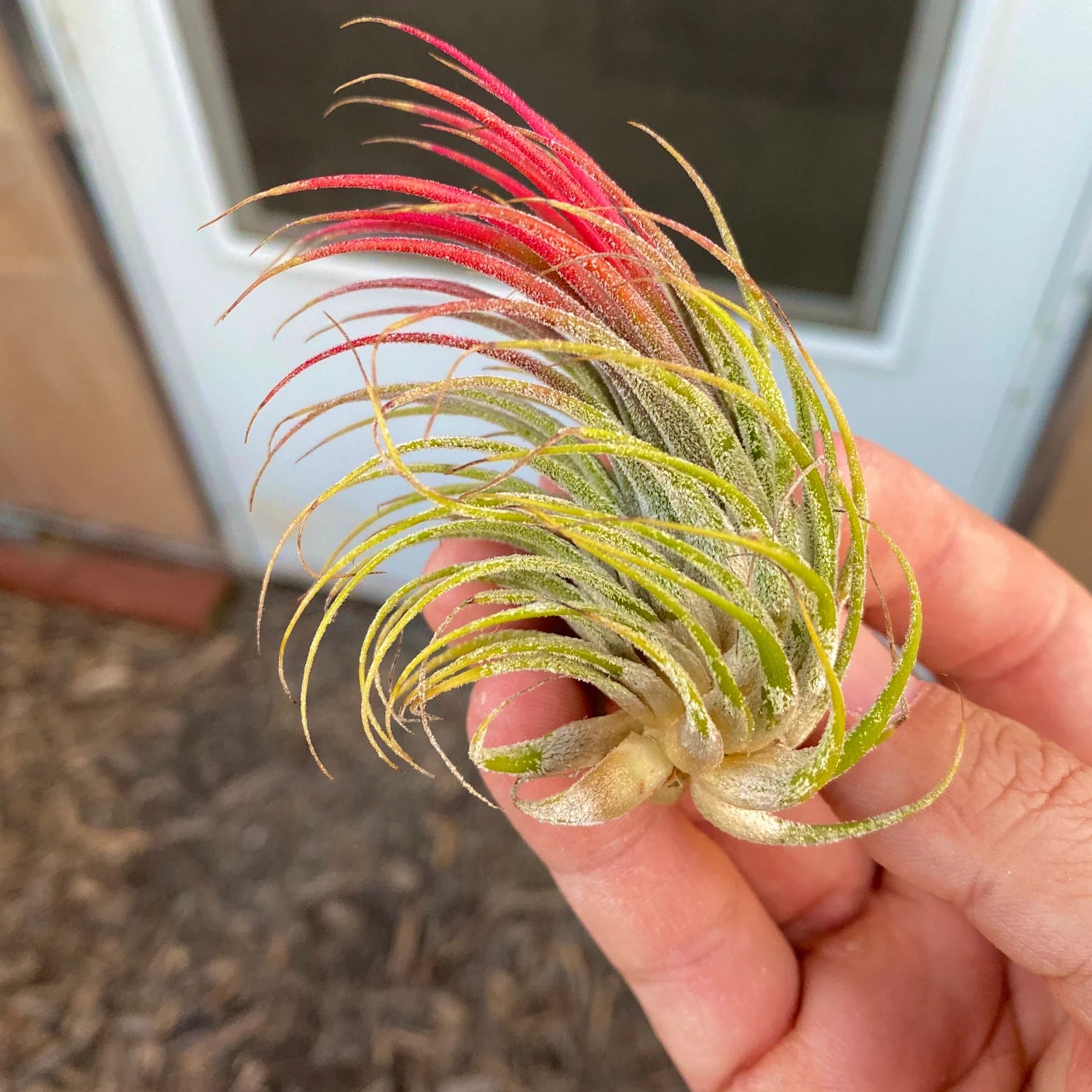 SUPER SALE! B Quality Assorted Airplant <br> (Minimum Order 25)