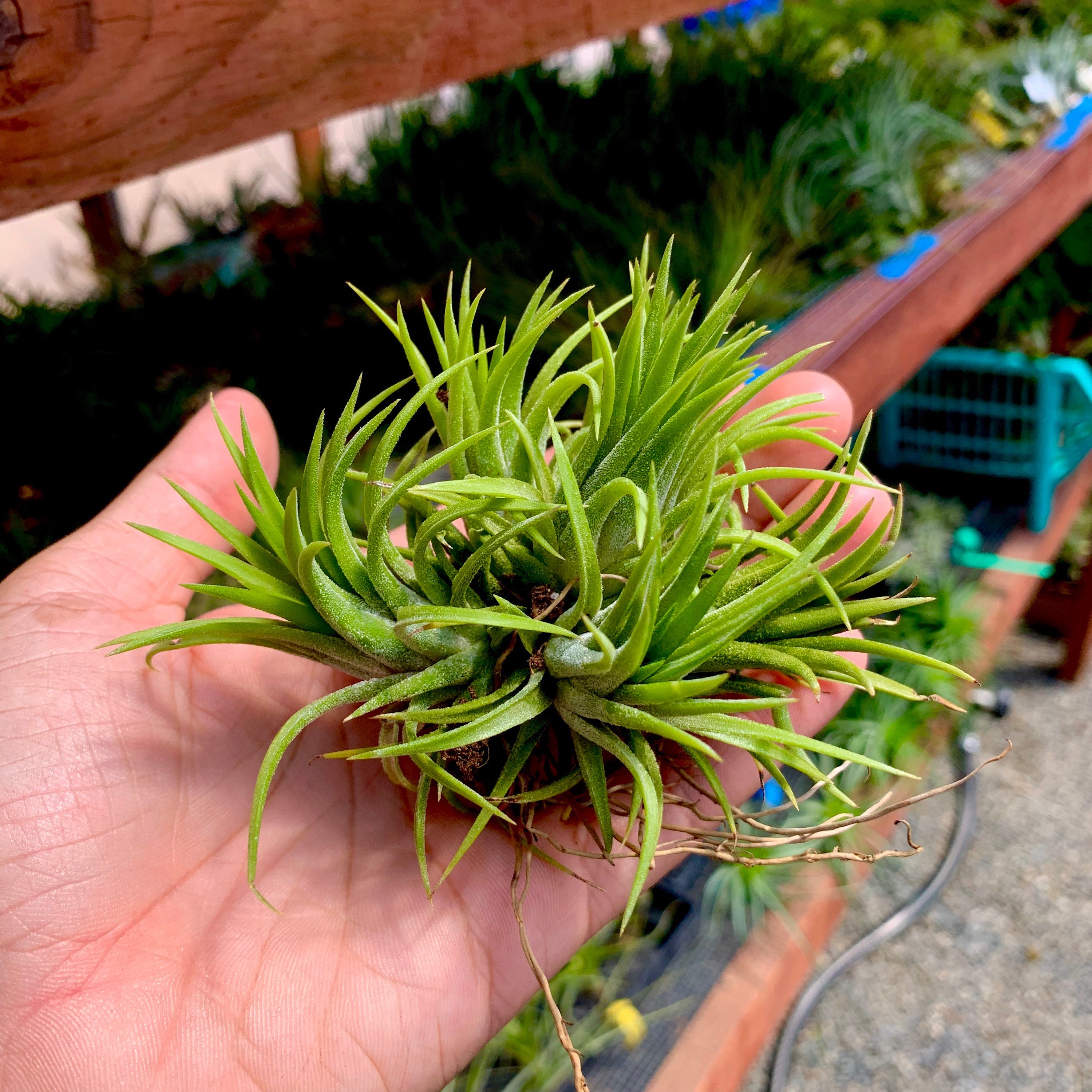 Ionantha Assorted Clumps No Wire <br> (No Minimum)