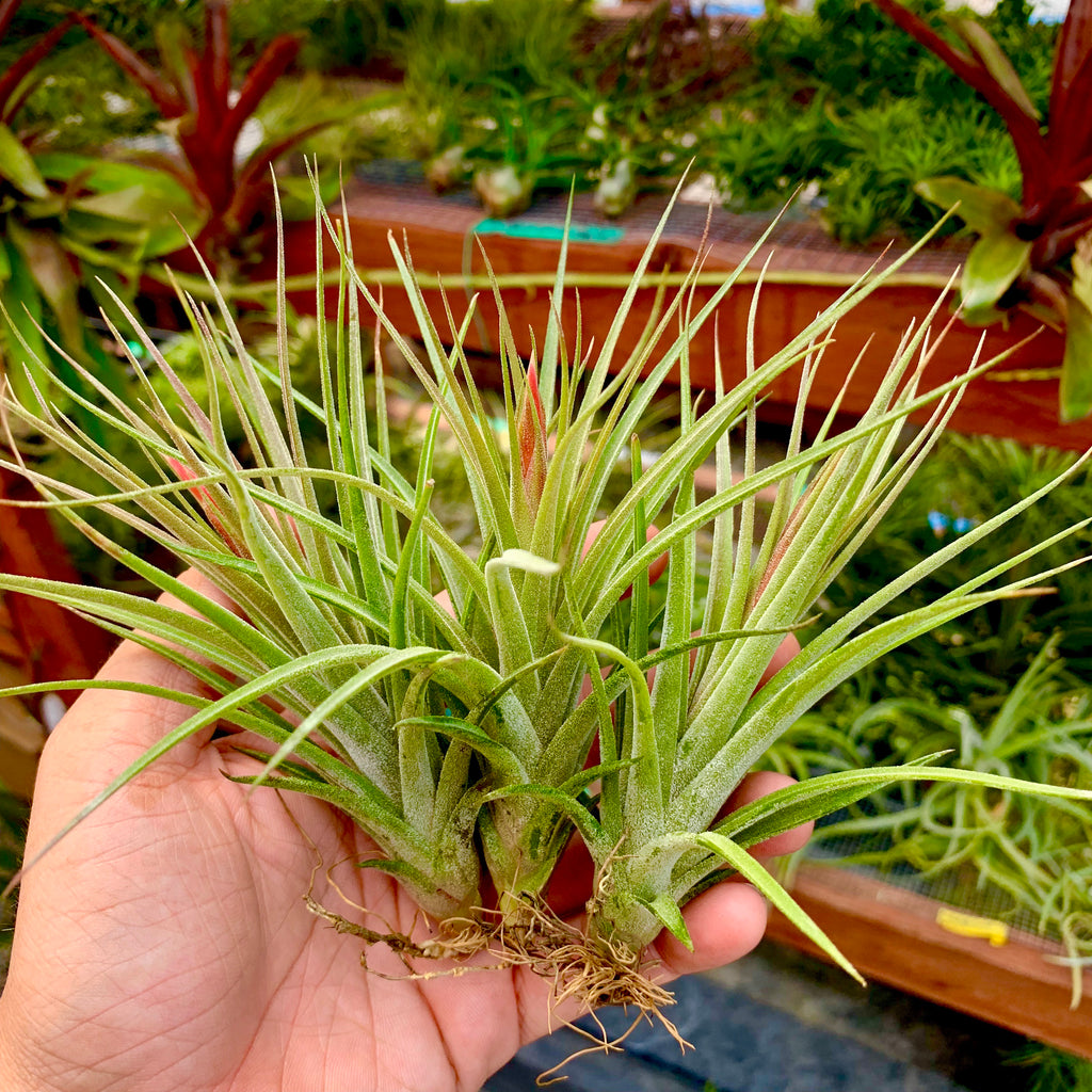 Rectifolia <br> (Minimum Order 5)