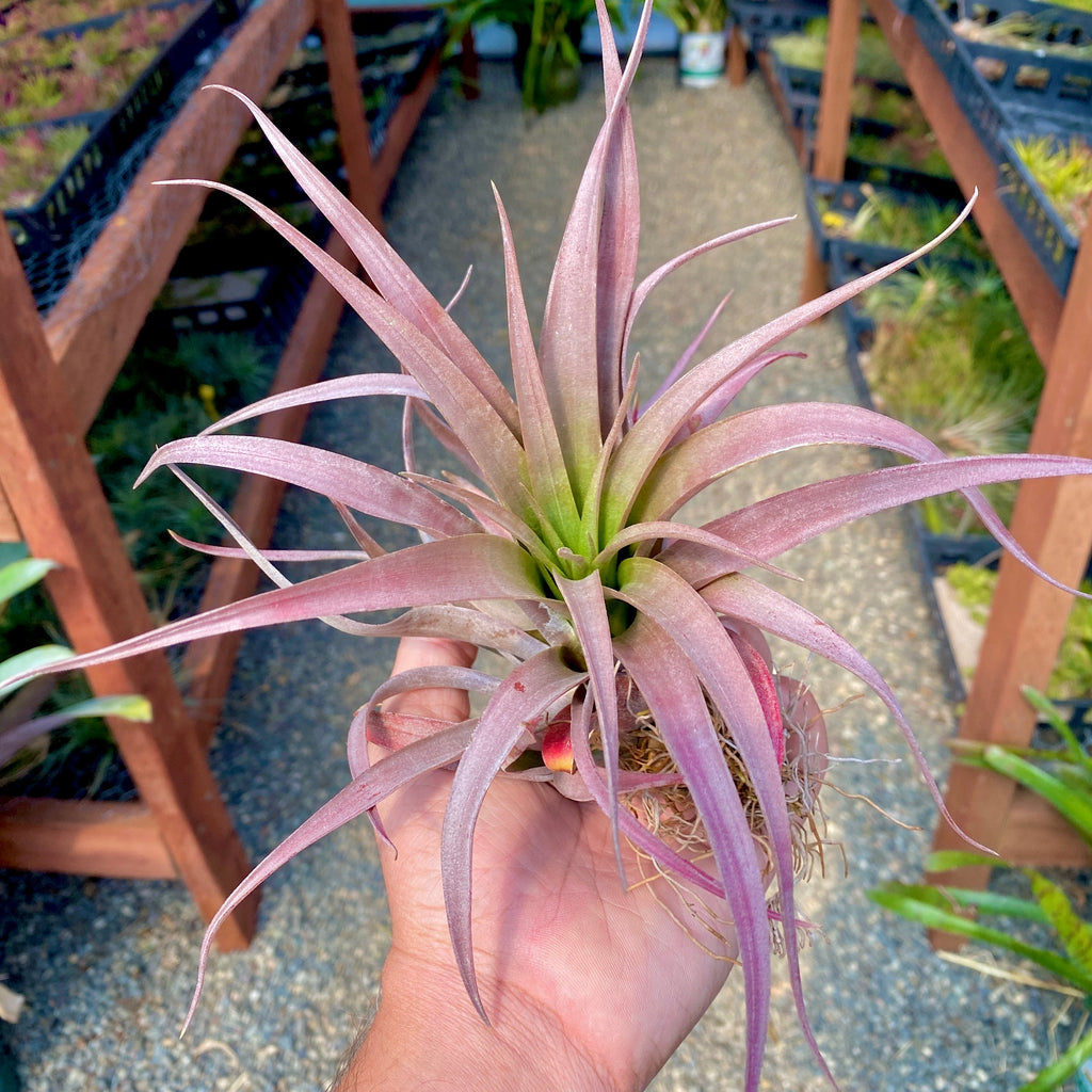 Capitata Rubra Medium <br> (No Minumum)