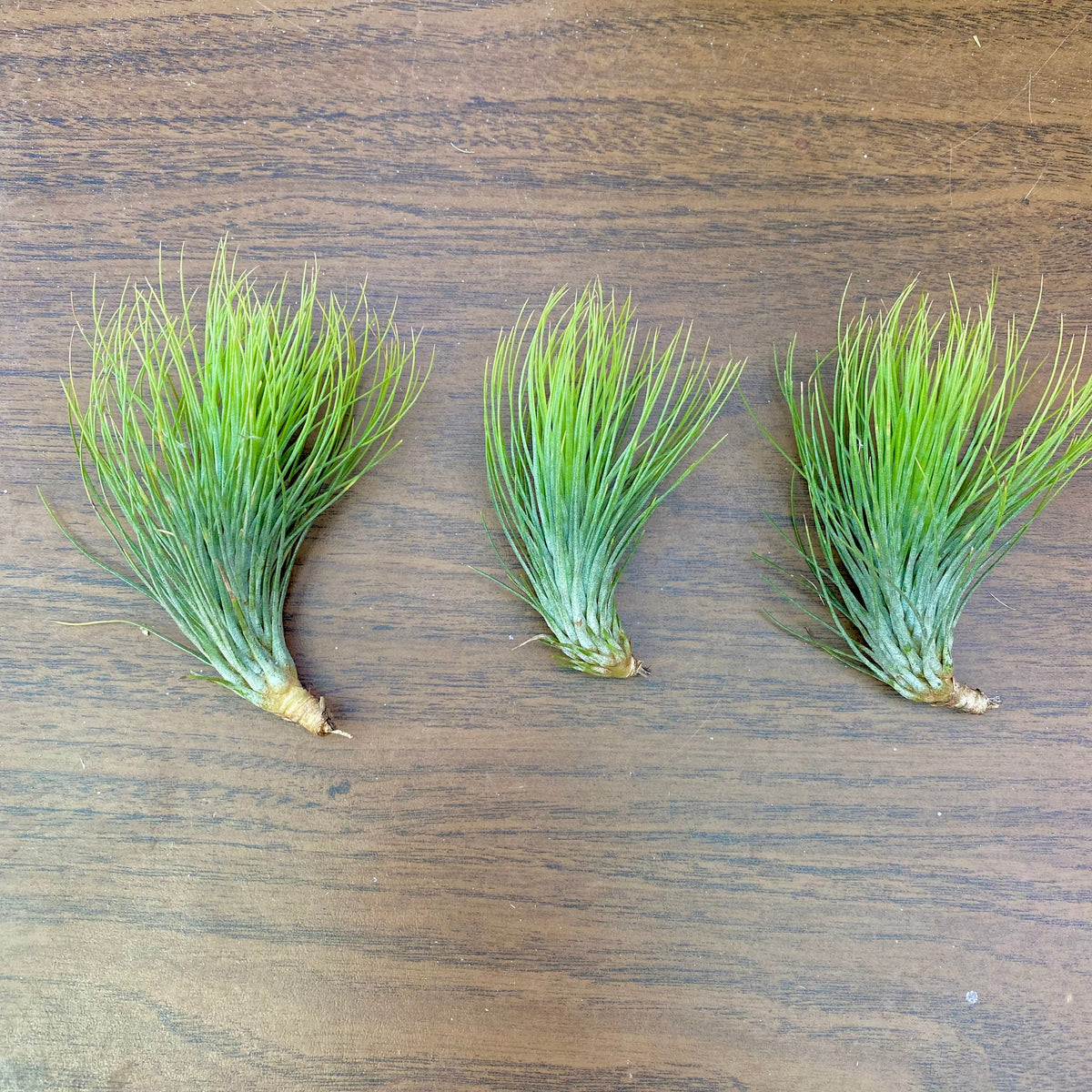 Funky One (Minimum Order 3) – Bulk Air Plants